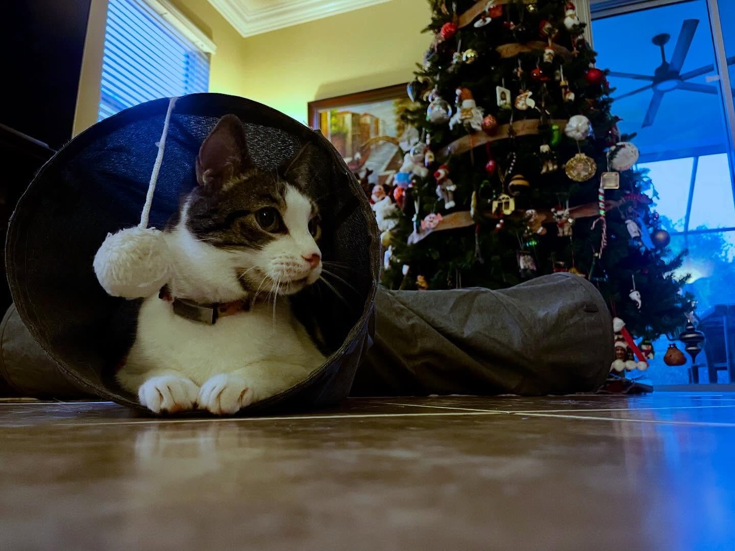 Minnie waits for her tether to swish by