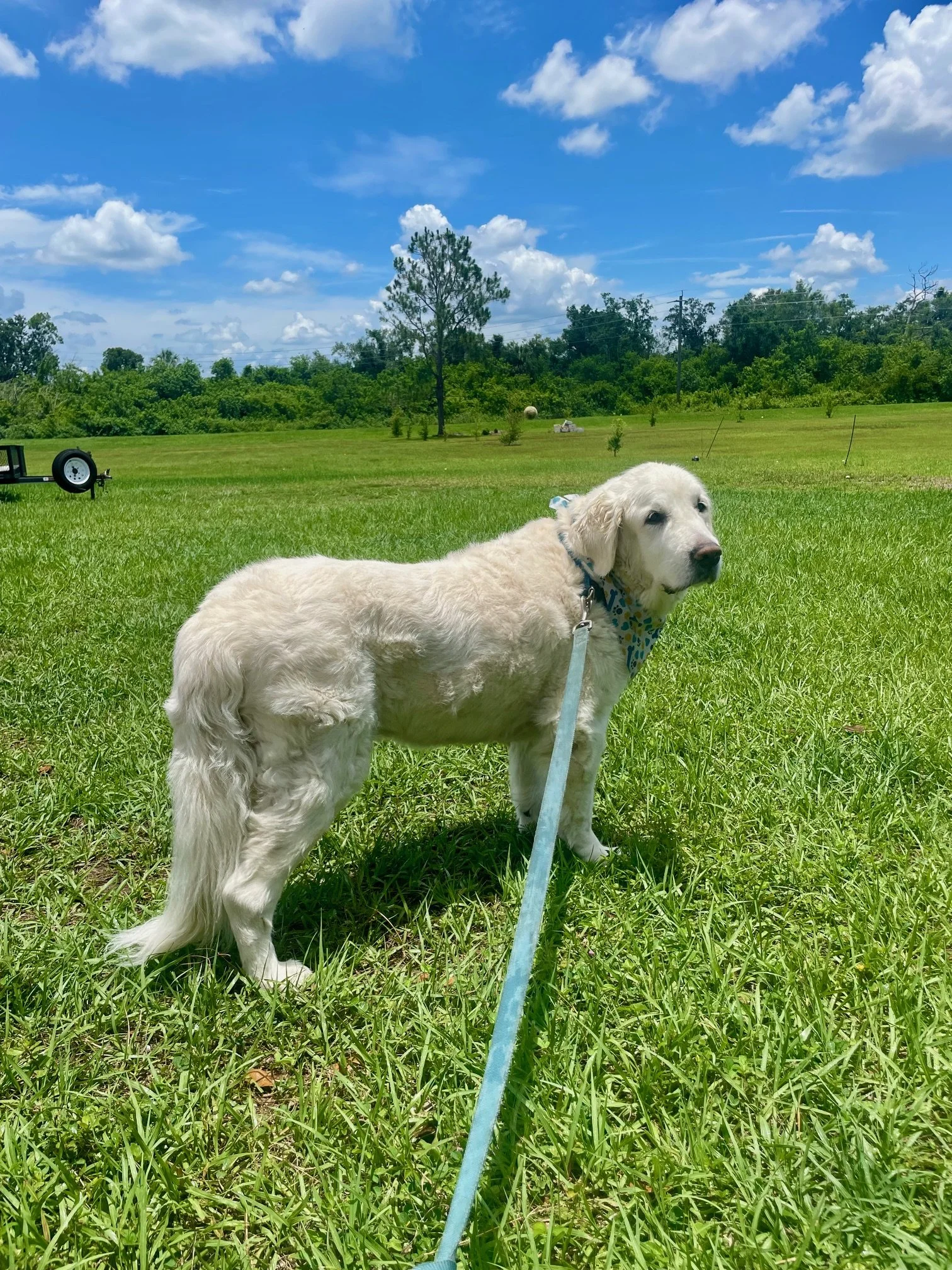 Murphy enjoys some fresh air while staying here with us