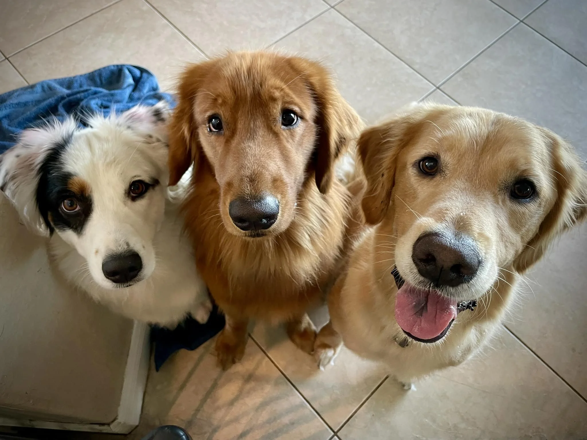 Belle, Flash and Koda, pose for a picture