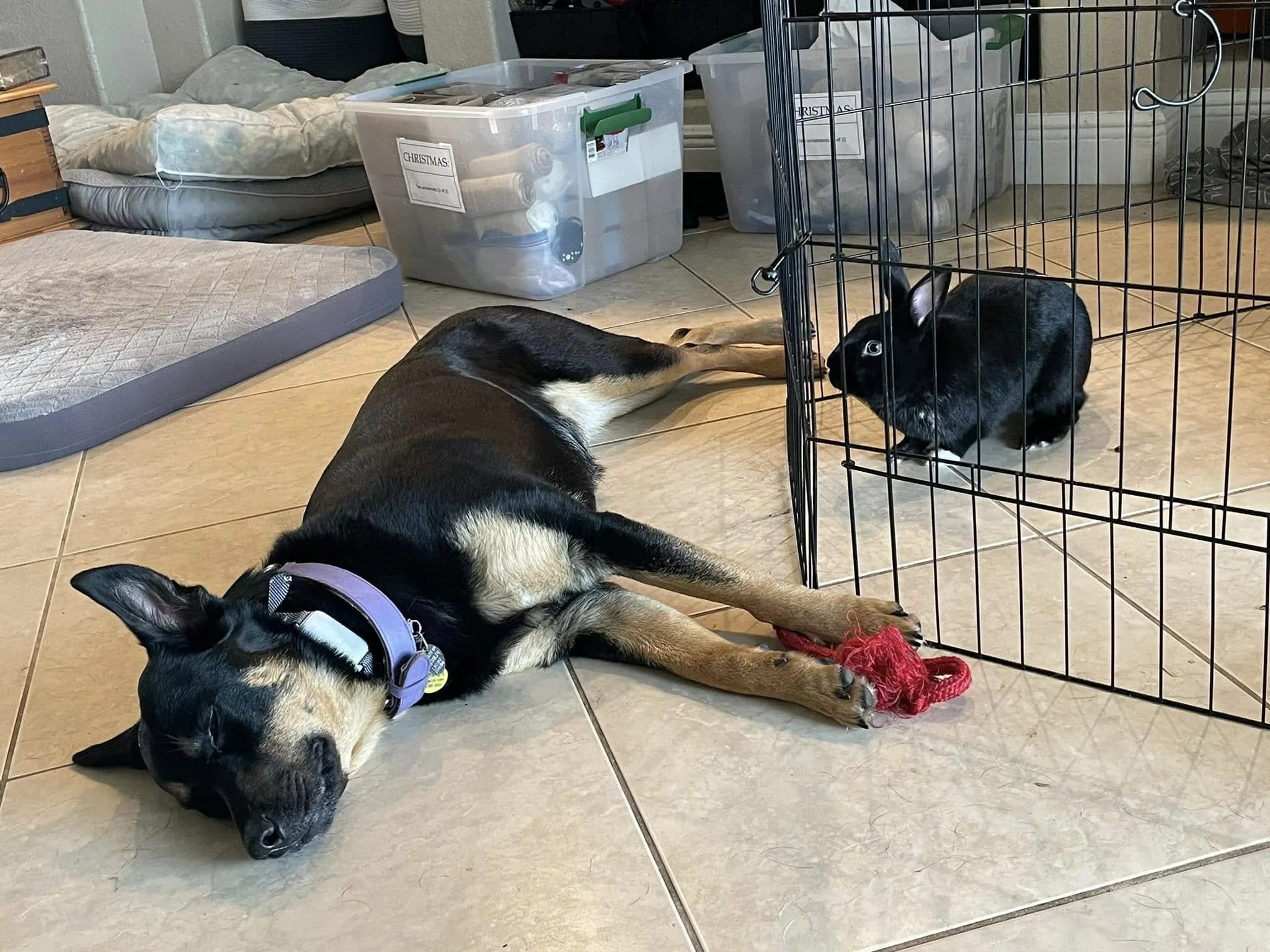 Pikachu tried to wake up his best buddy, Gracie