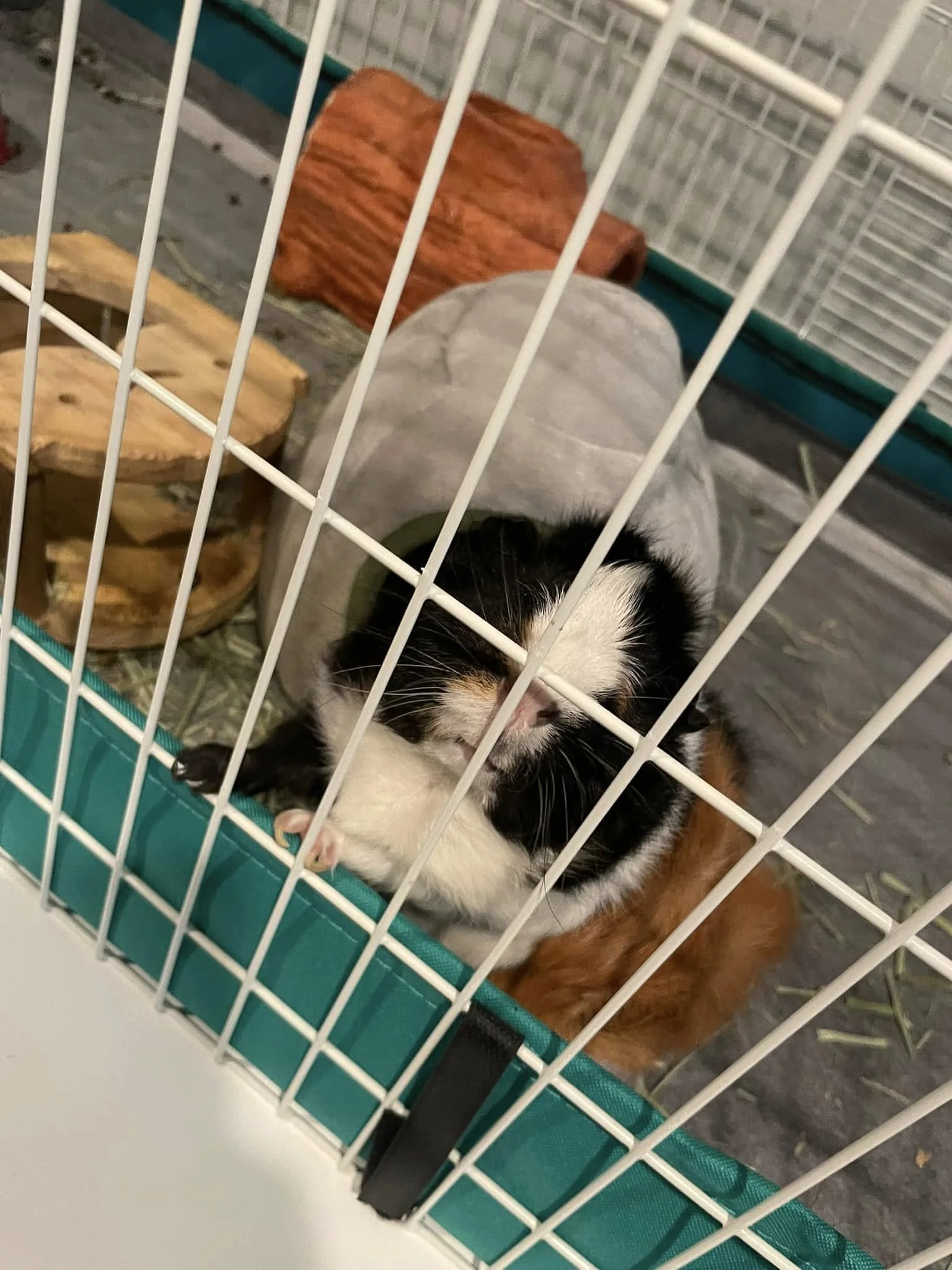 Frankie begs for more hay