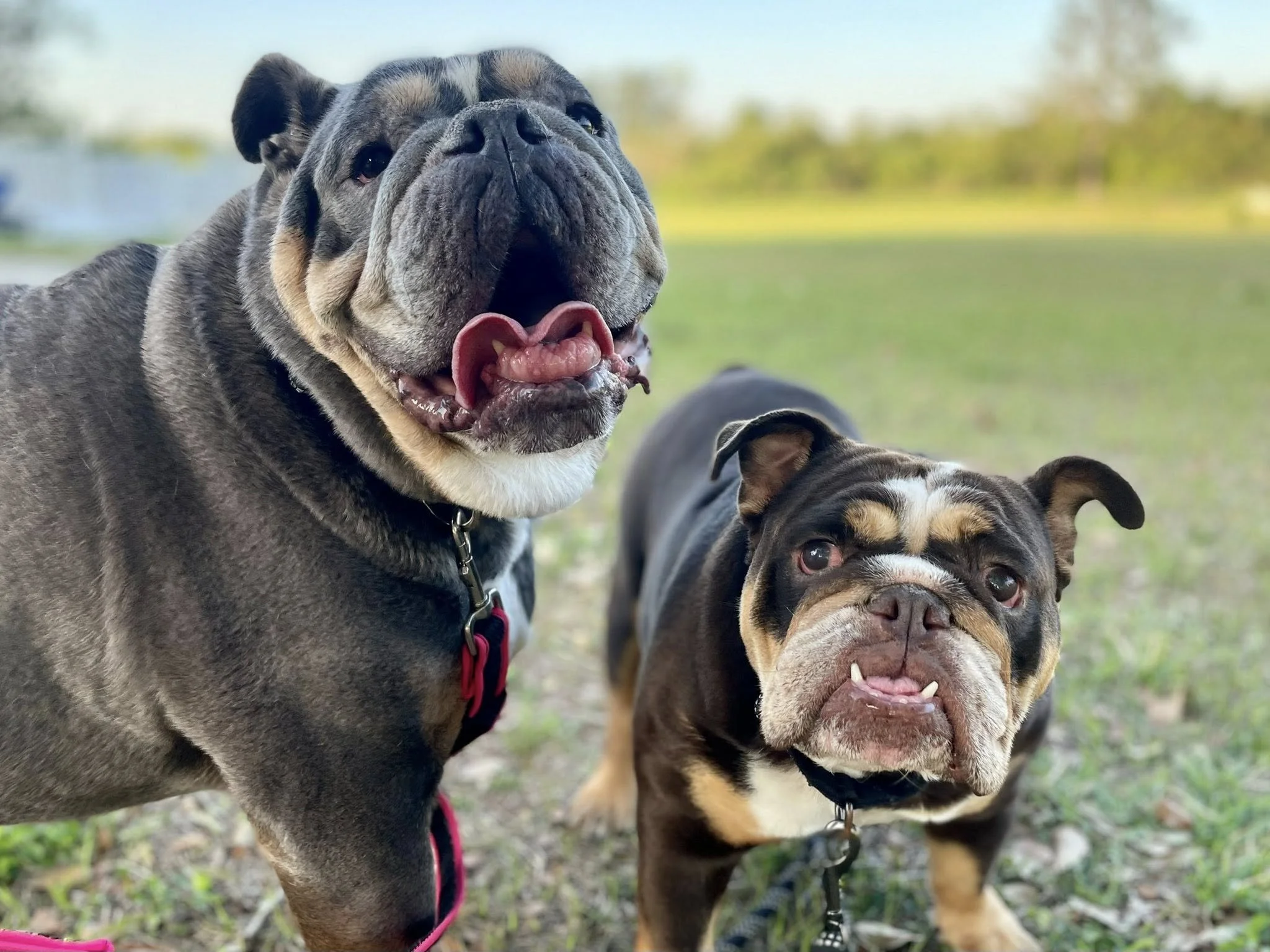 Meatball and Mocha enjoy some fresh air