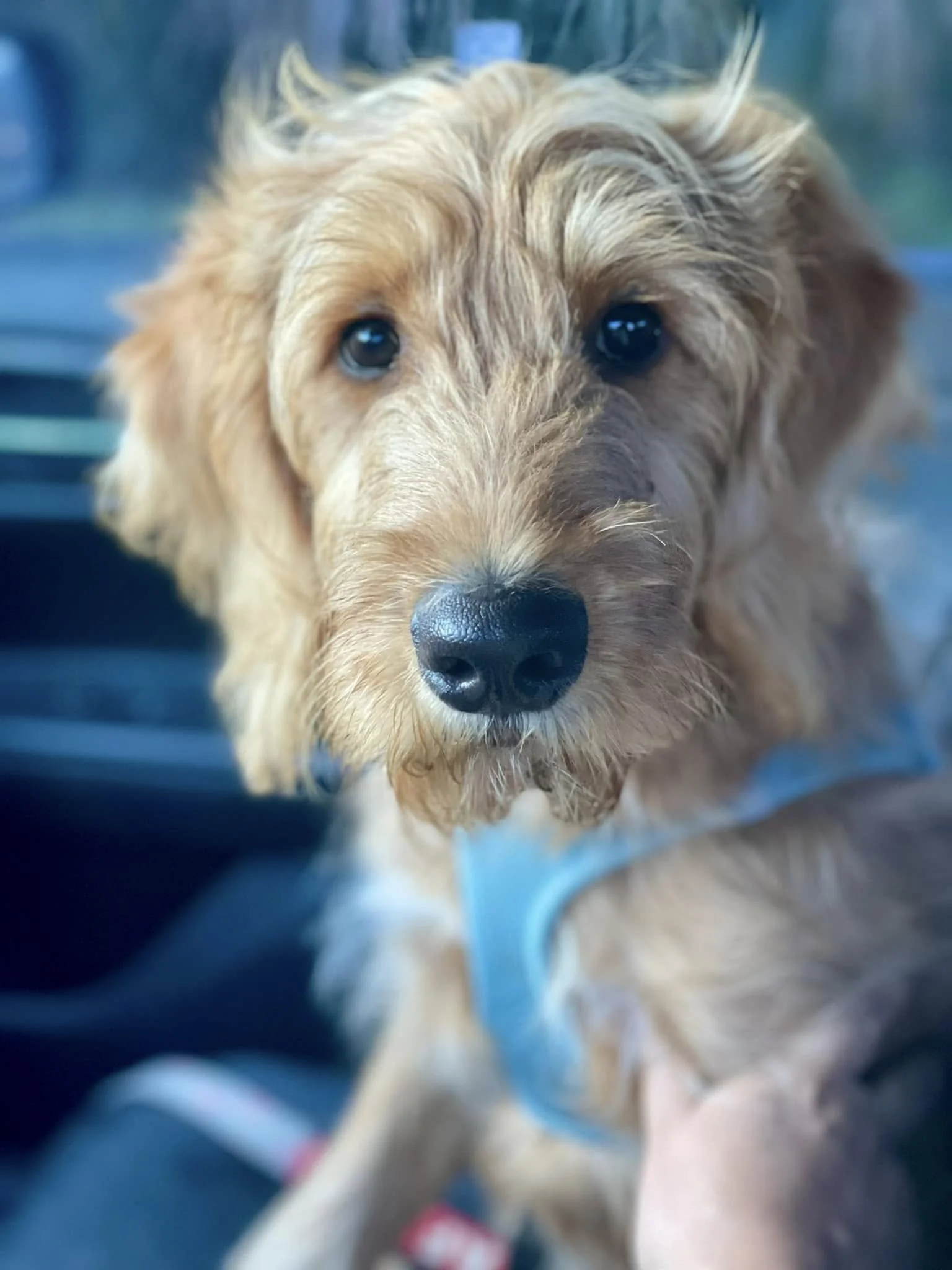 Blue always jumps at the opportunity to go for a ride