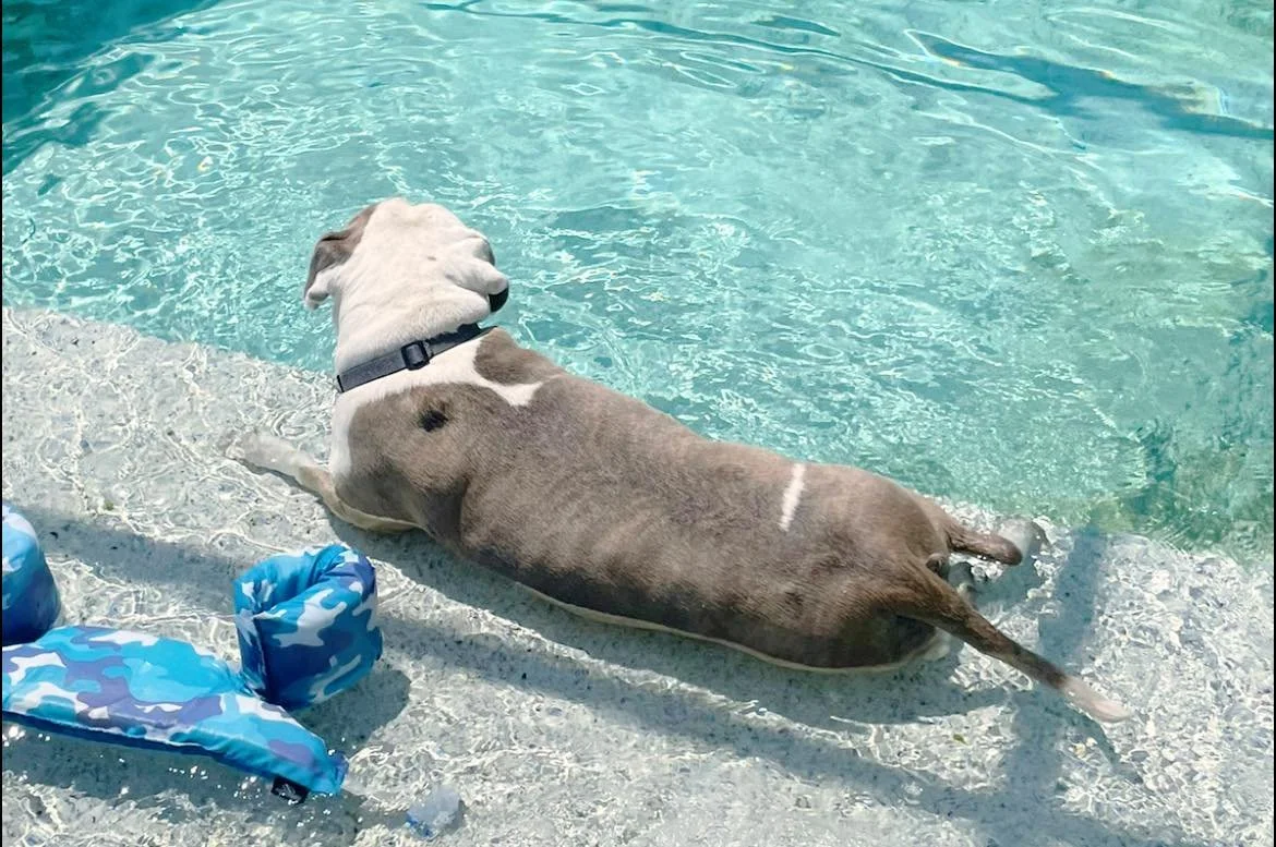 Champion loves to sunbathe!