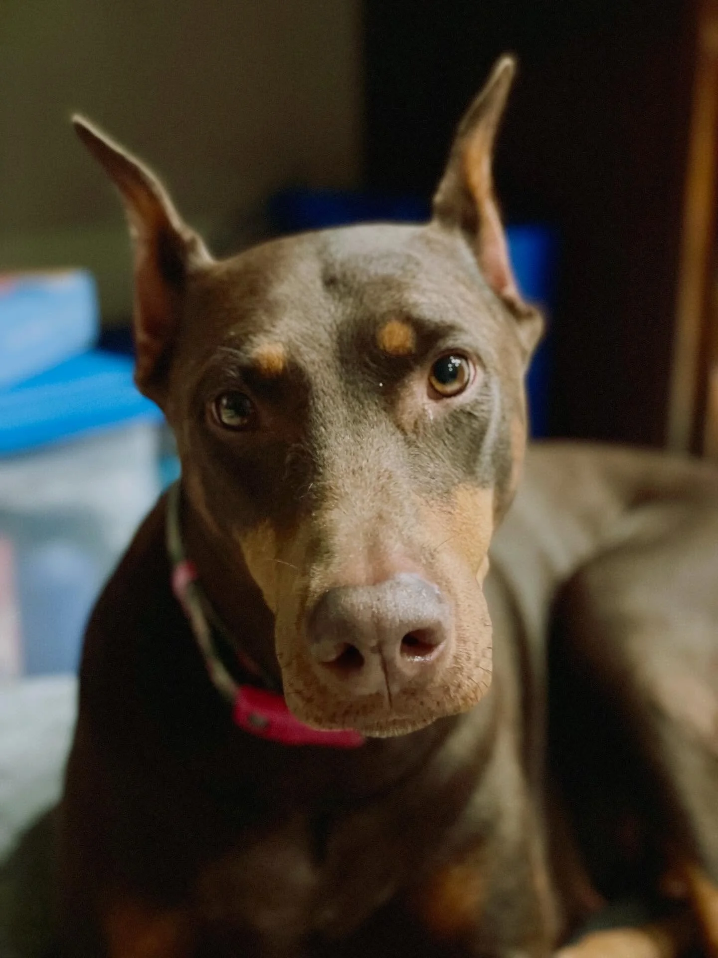 Ruby Sue waits for everyone to go to bed