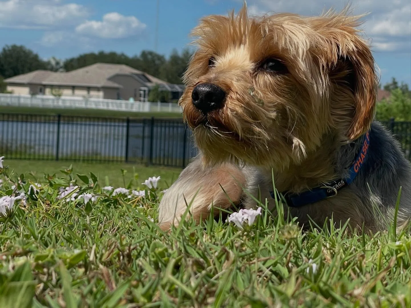 Chase enjoys some fresh air and warm sunlight