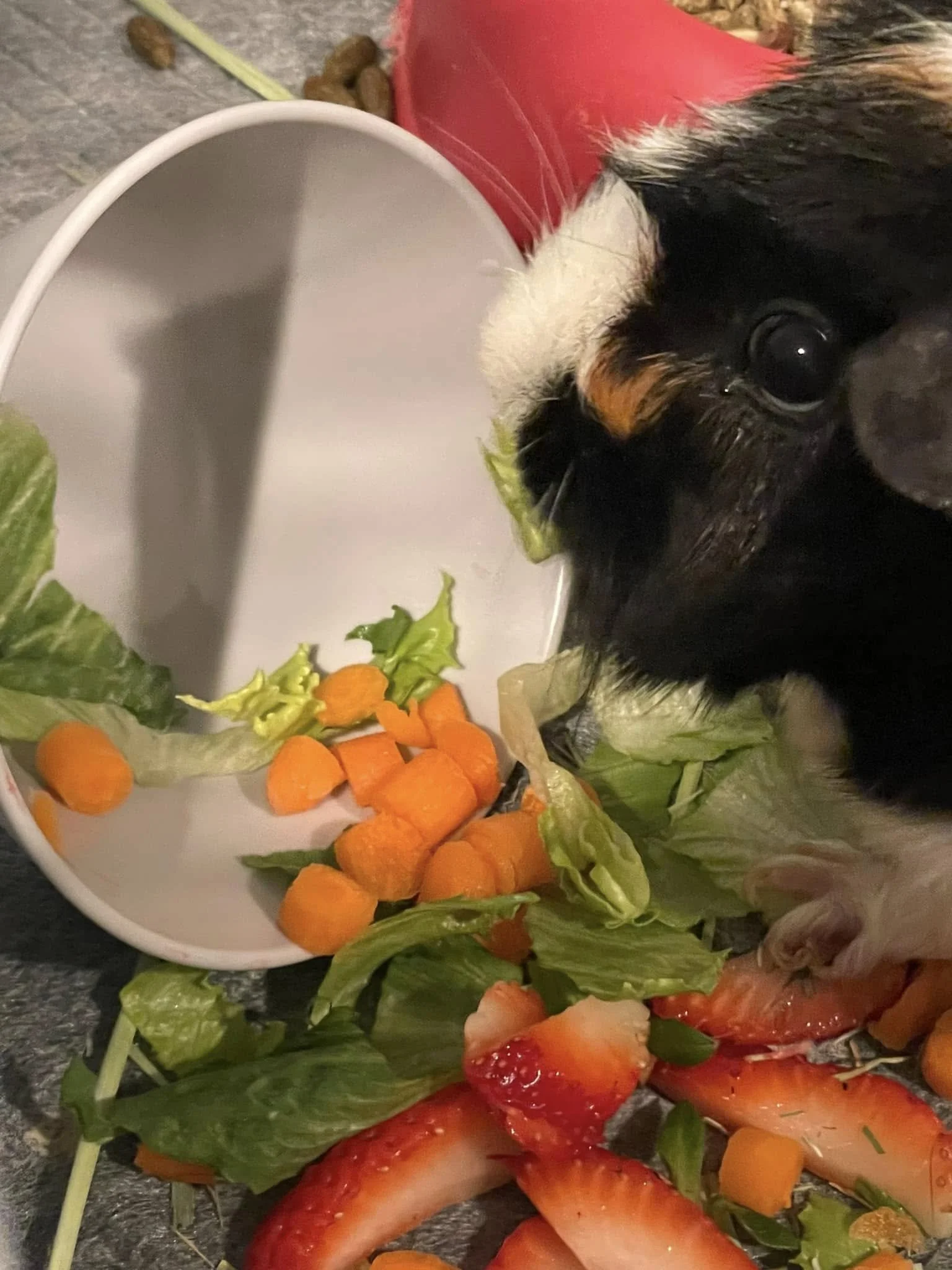 Frankie eats her veggies... everywhere.