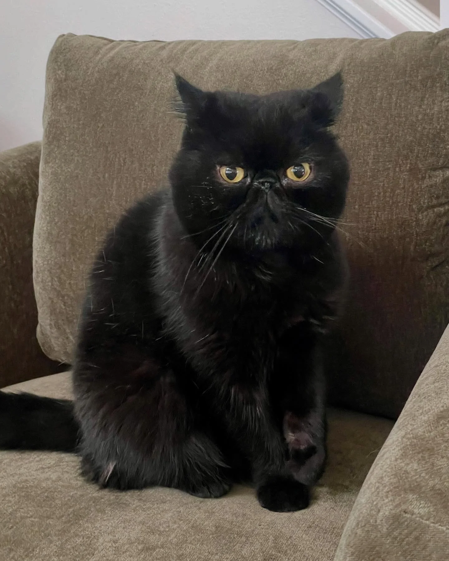 Desmond waits for his chin scratches