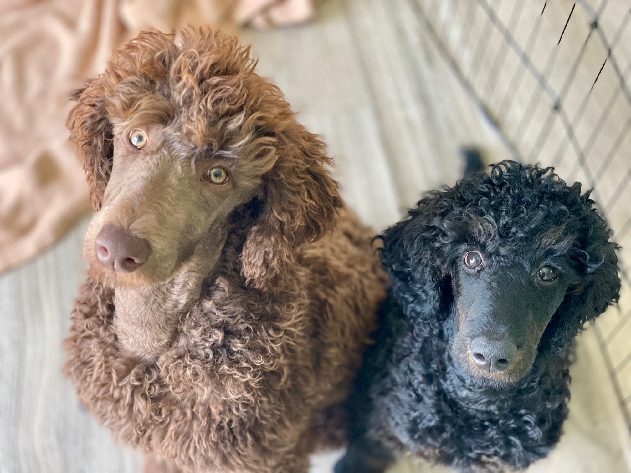 Sheba and Baby wait for a treat during their drop-in visit