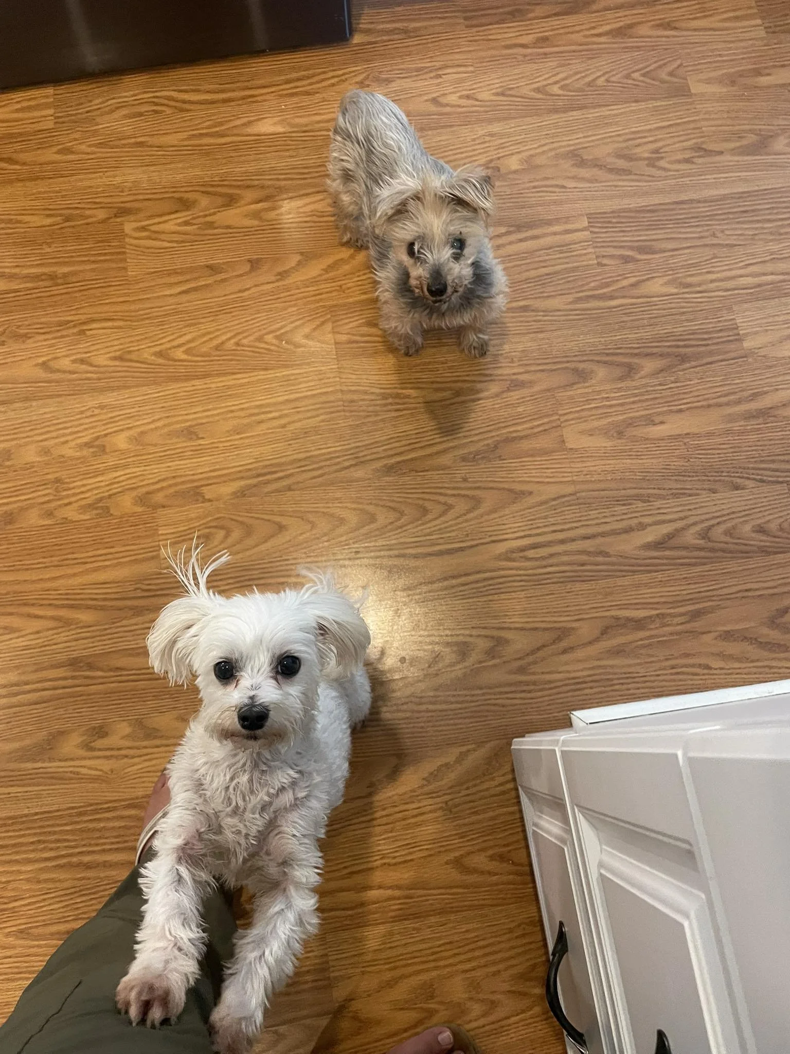 Winter and Tebow are excited for scratches during their drop-in visit