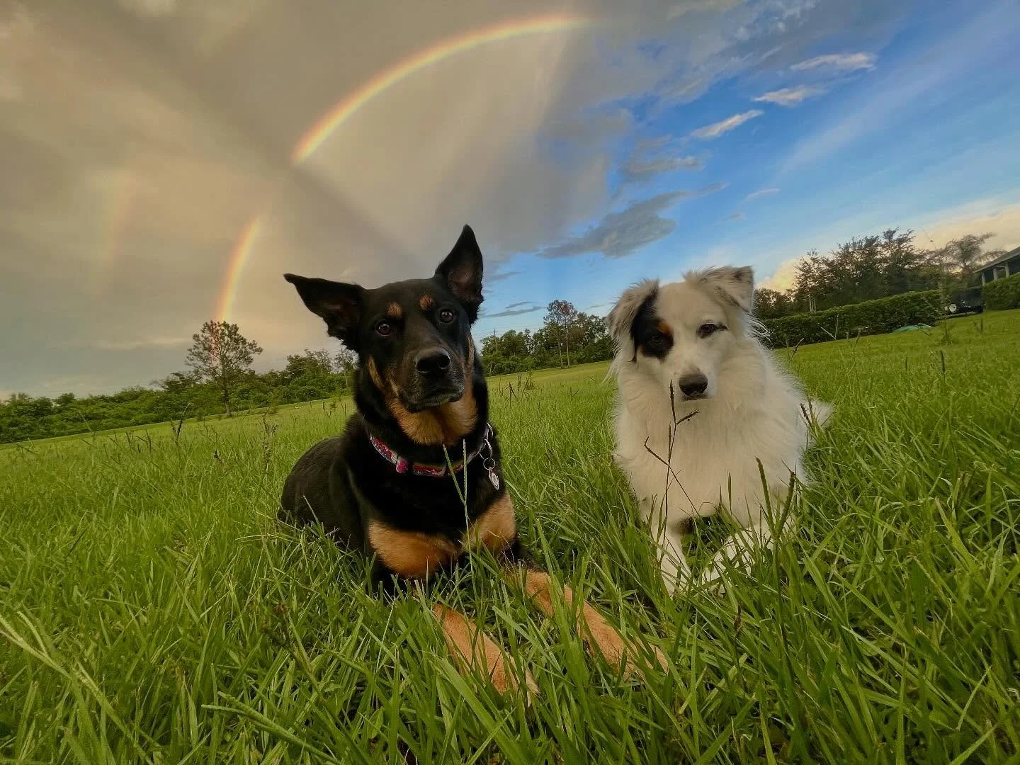 Grave and Belle enjoy the beautiful outdoors