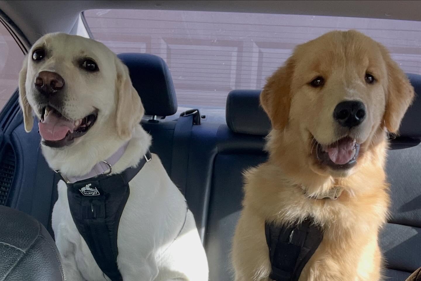 We picked up Daisy and Blossom to spend the day with us at doggy daycare