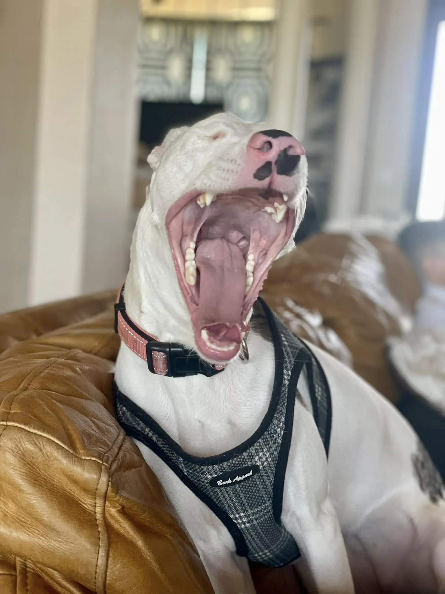 Buttercup is tired after a long afternoon of play!