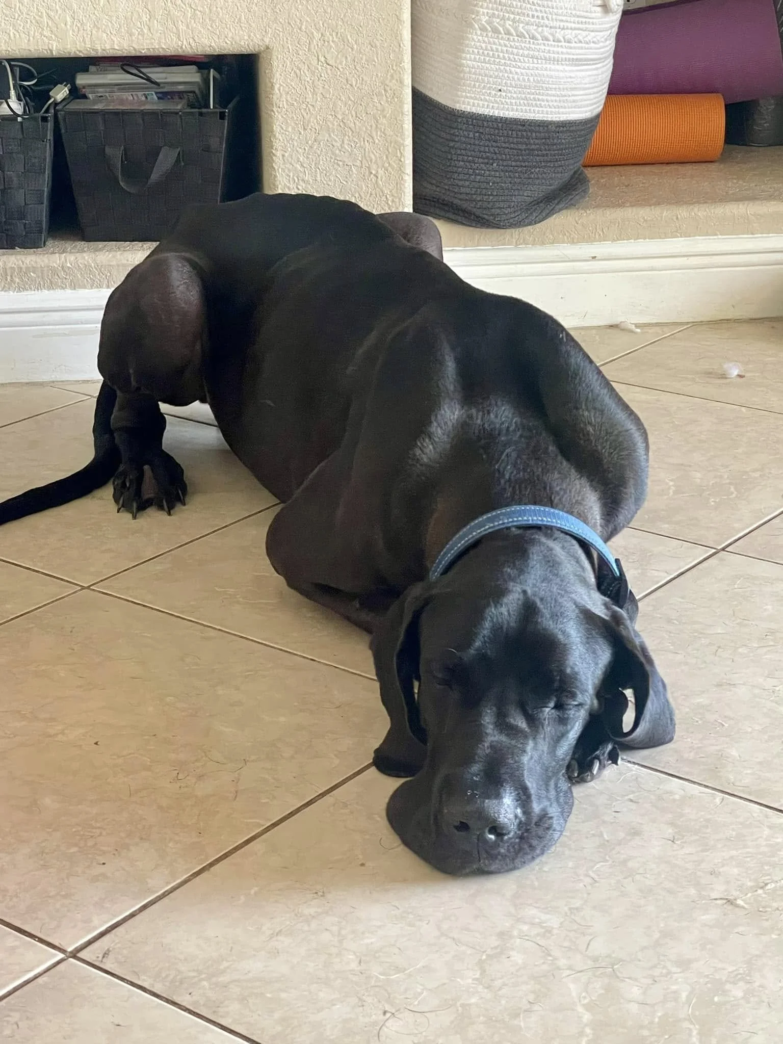 Chaos takes a nap after a fun day in the yard