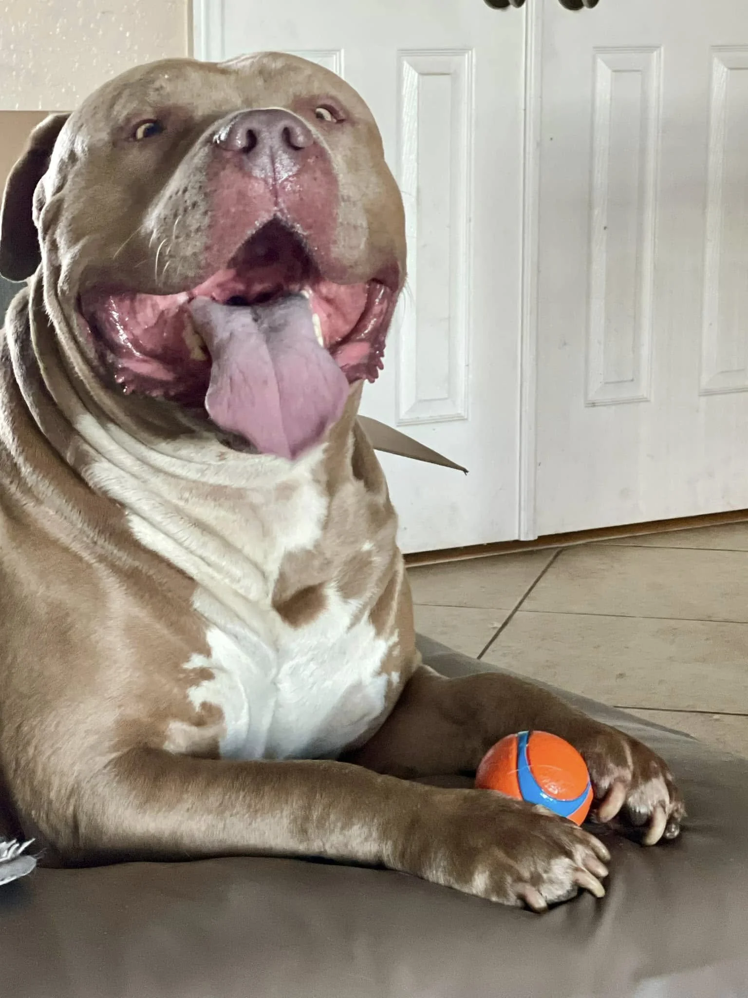 Buddy takes a break with his favorite toy