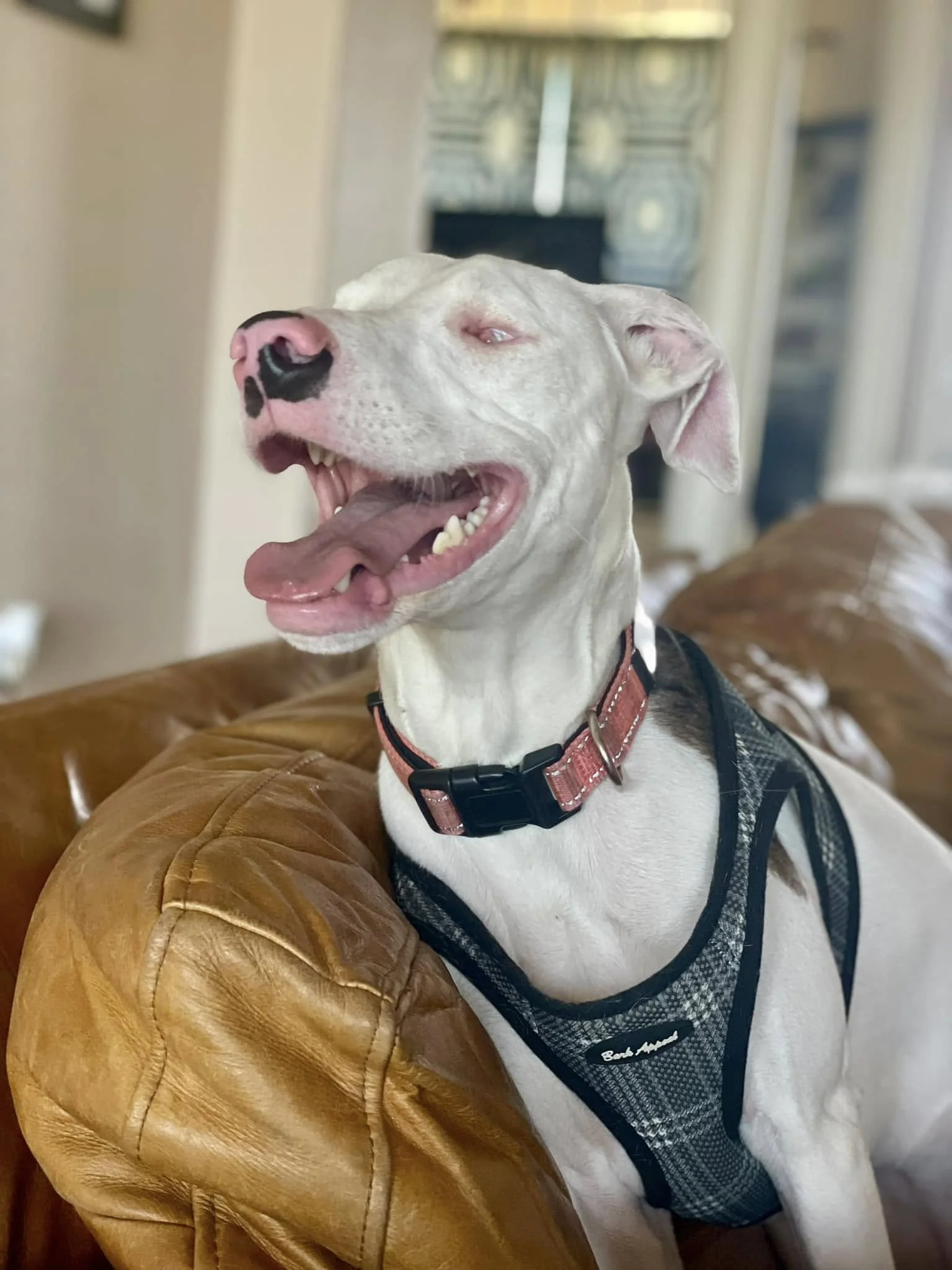 Buttercup may be blind and deaf, but that doesn't stop her from having a good time at our retreat