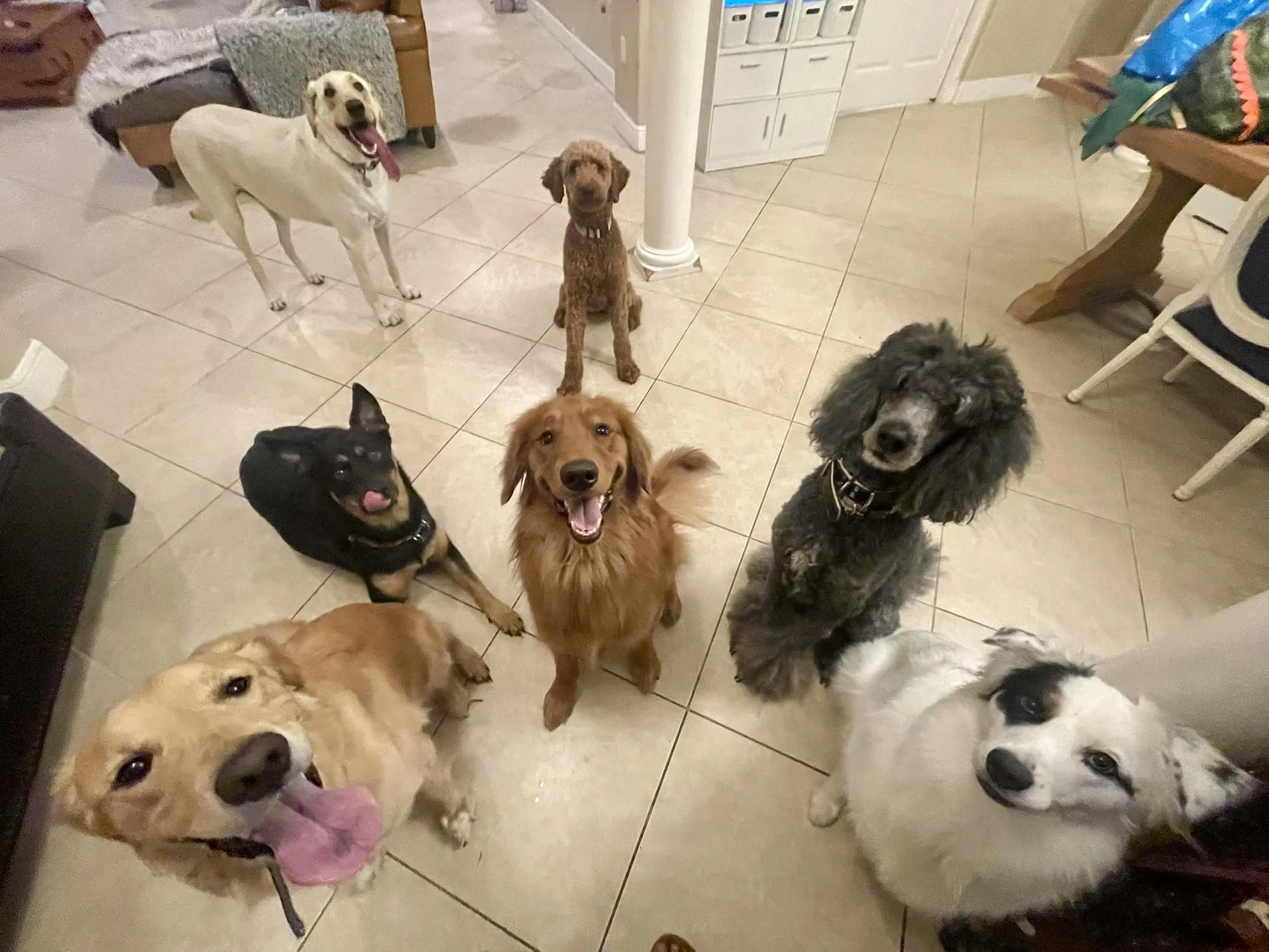 Koda, Grace, Beau, Flash, Scarlett, Sadie and Belle, all let us know that they are ready to help with Thanksgiving dinner