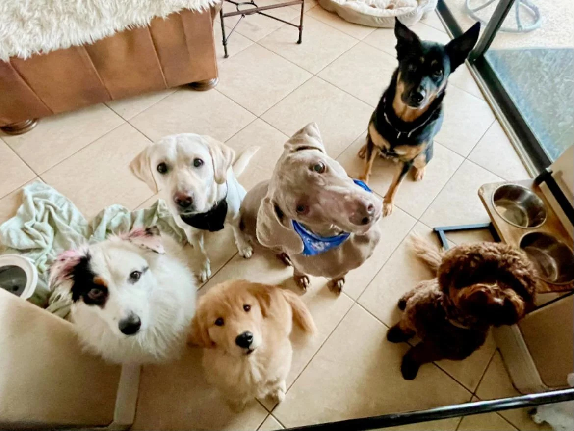 Belle, Daisy, Blossom, Grace and Zigmond, all wait patiently for a treat