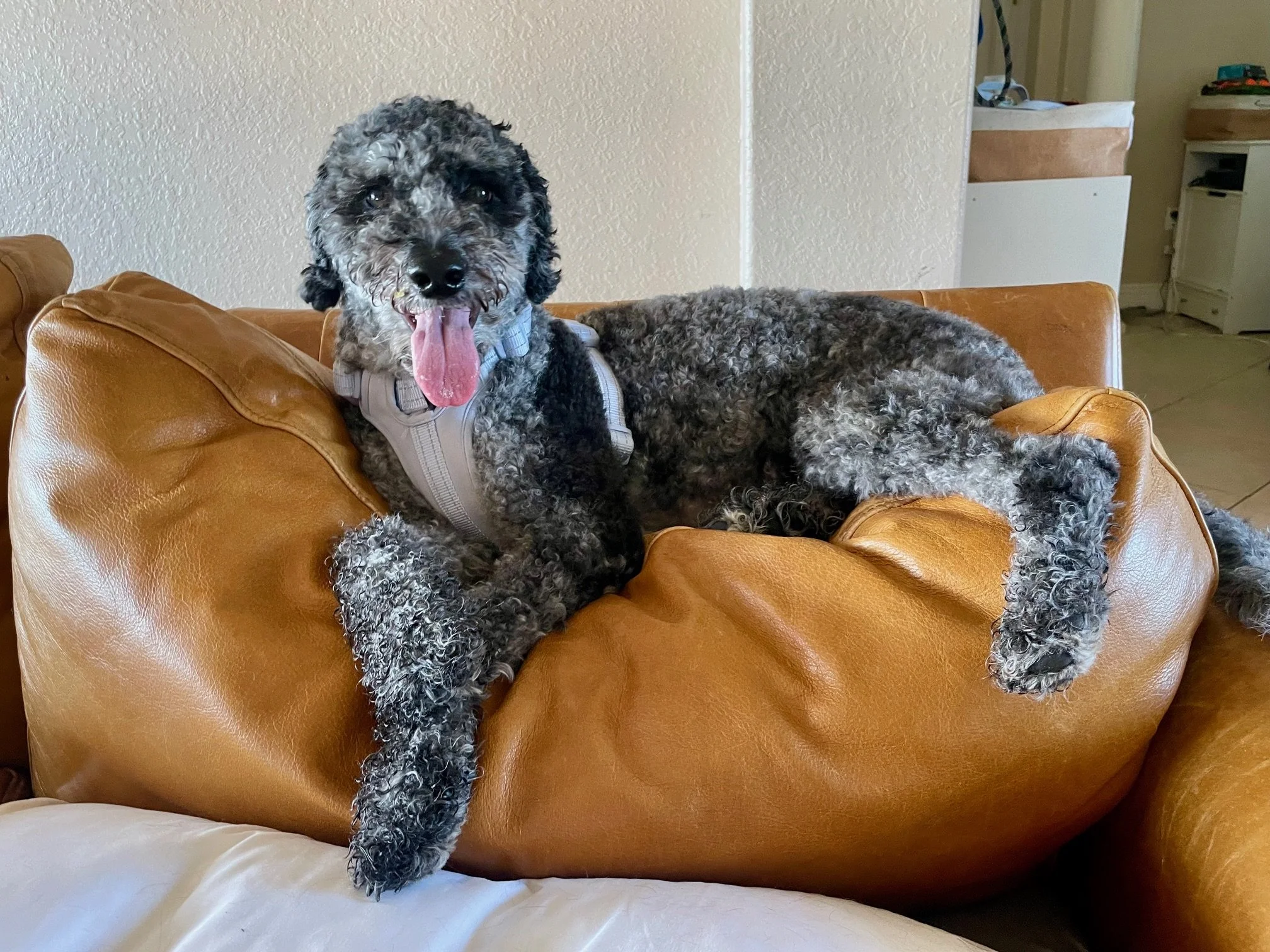 Mila prefers the couch cushion... the one for your back.