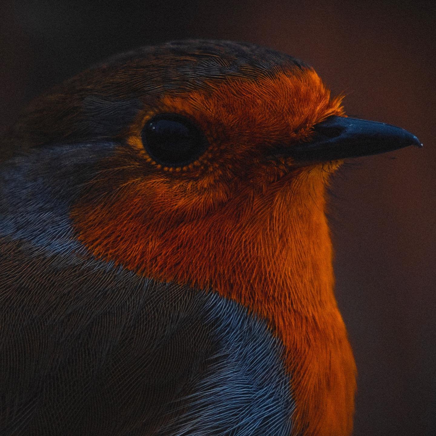 This Robin was very patient during their photoshoot #robin #photography #chesterzoo #wildlifephotography #lumixg9 #birdphotography