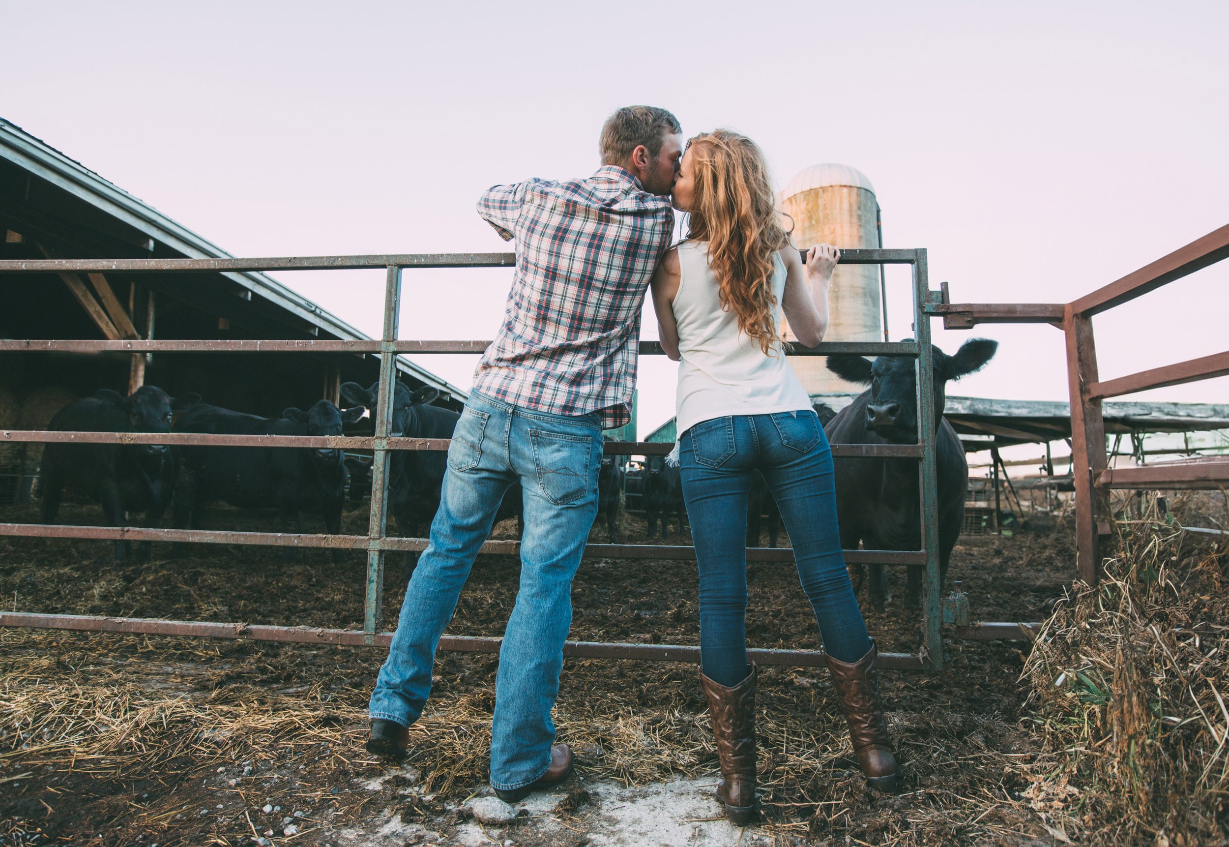 Couple kissing by a farm gate, with cows curiously watching in the background, creating a rustic, country scene.