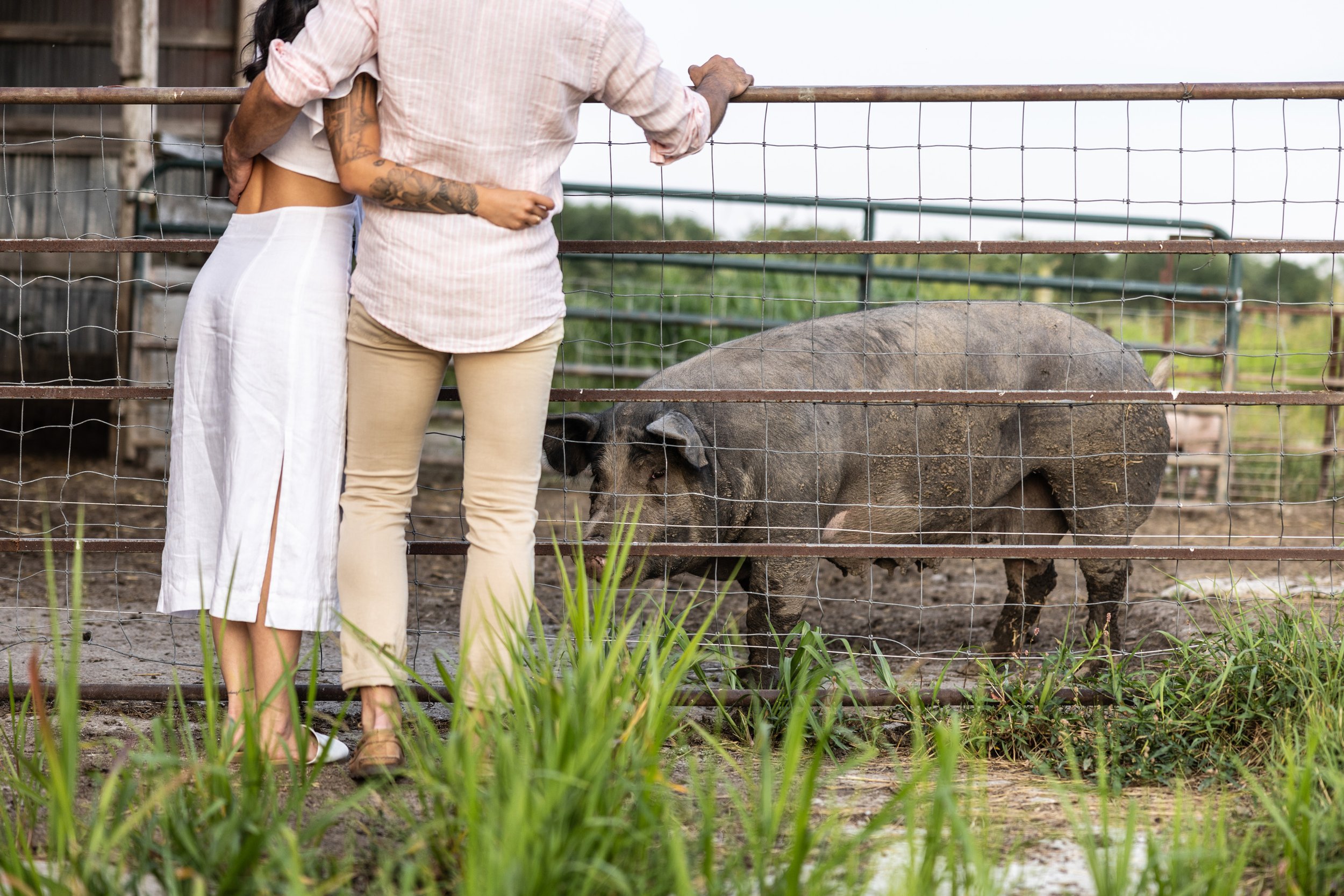 A couple embraces while observing a pig behind a fence on a rustic farm, capturing a charming engagement moment.