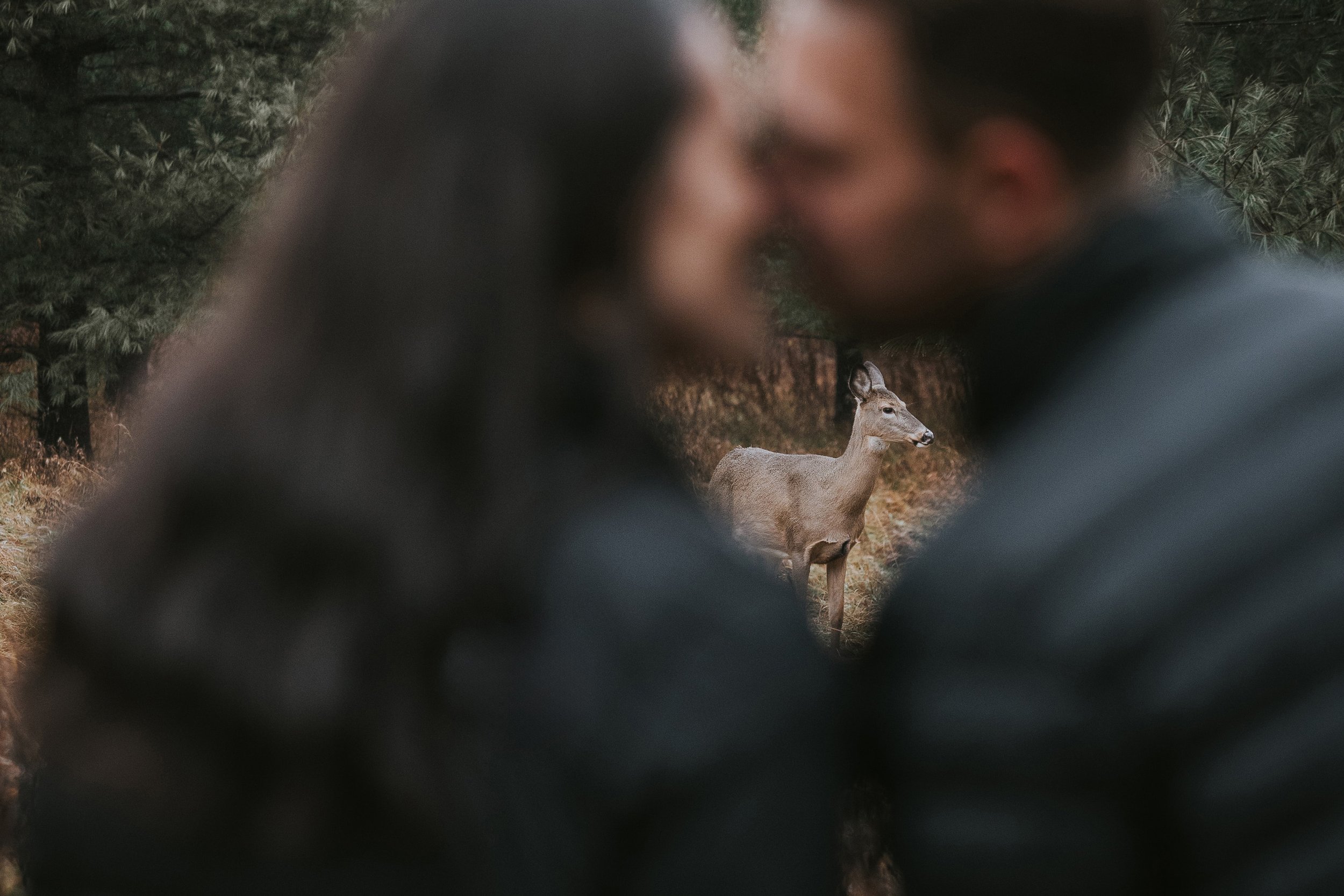 A couple kisses in the foreground with a deer standing peacefully in the background during their forest engagement session.