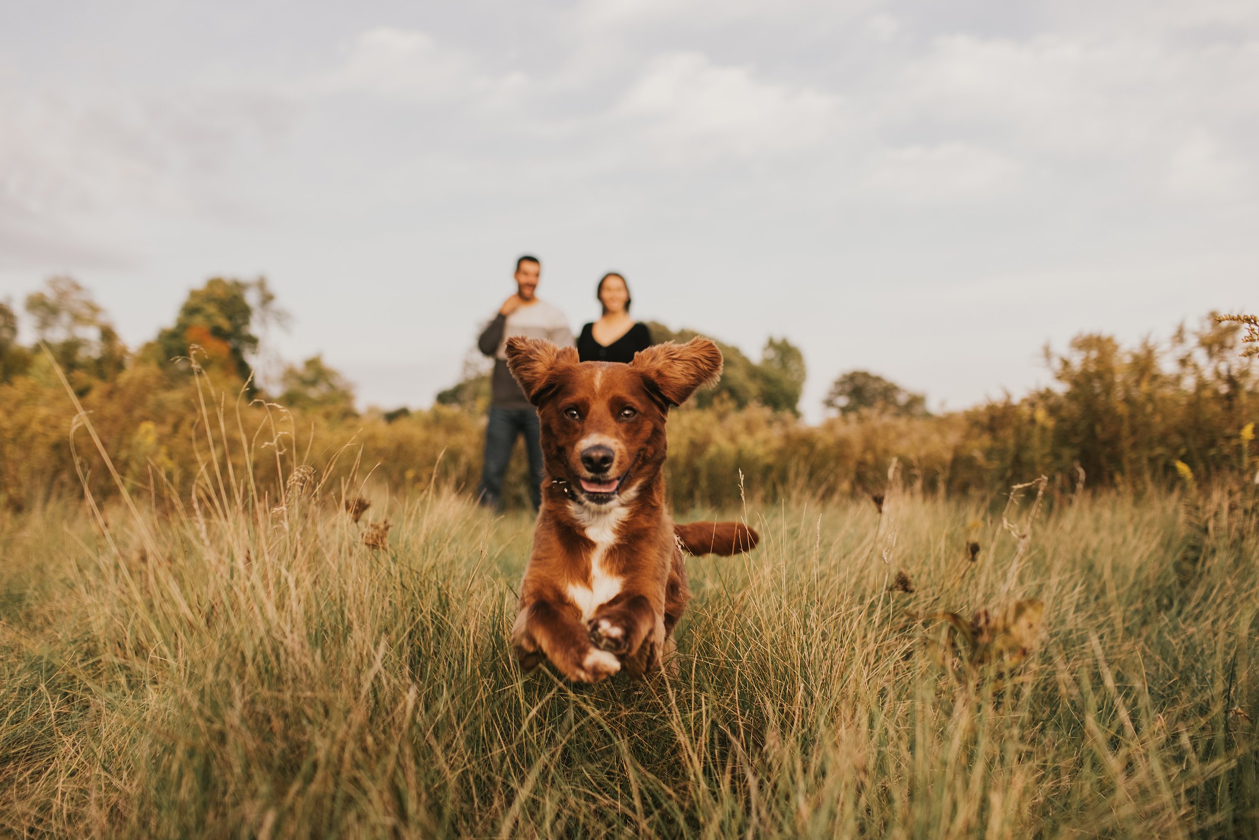 A joyful dog running through a field, with a couple standing in the background.