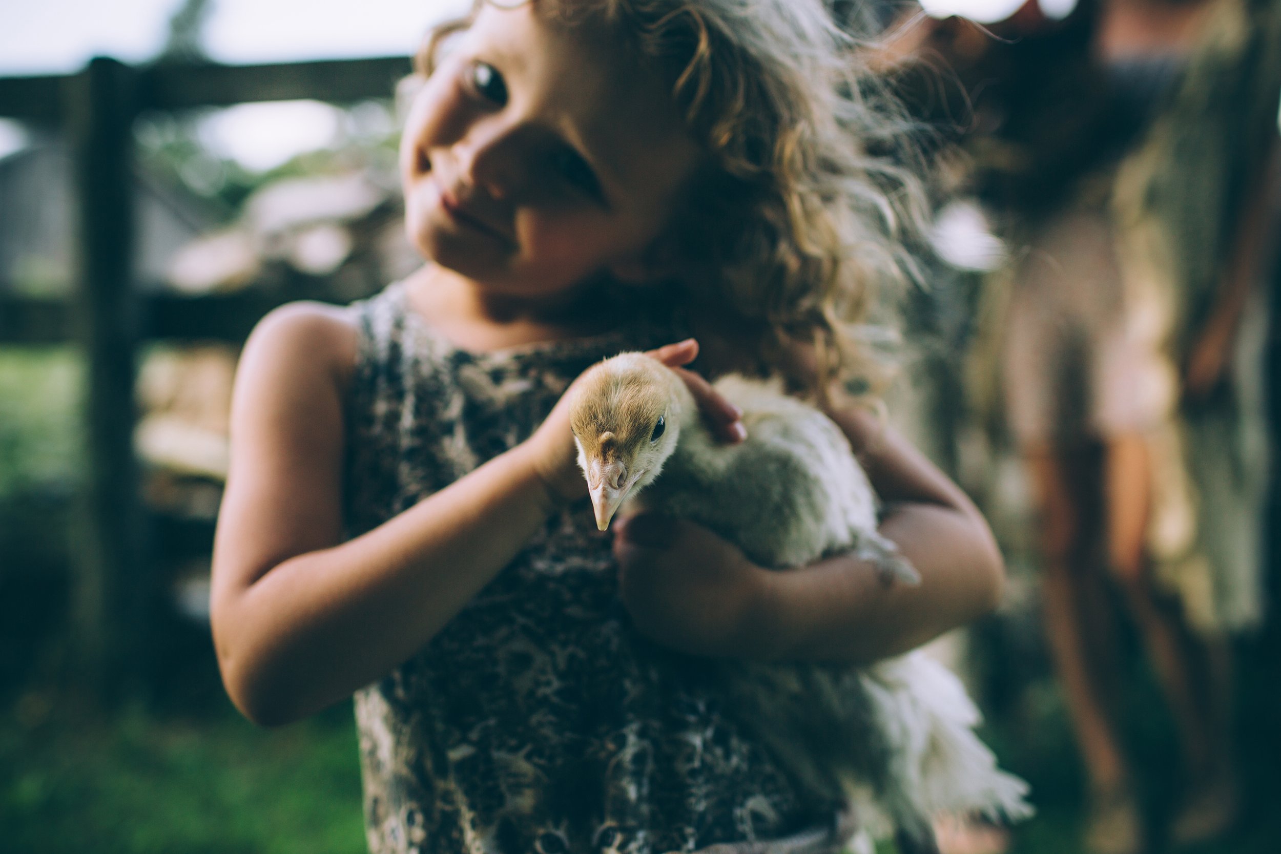 A young girl with curly hair holding a chicken, enjoying a moment on a farm, radiating warmth and curiosity.