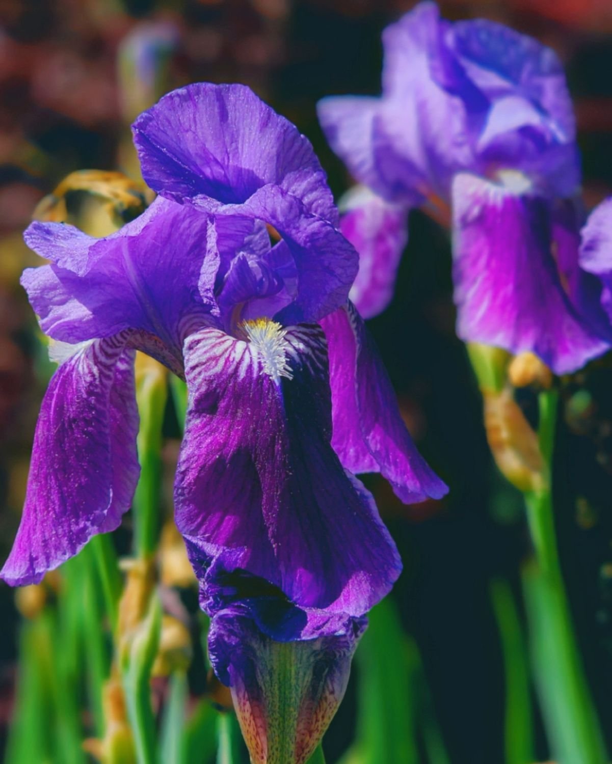 Iridaceae_Iris_1200x1500.jpg