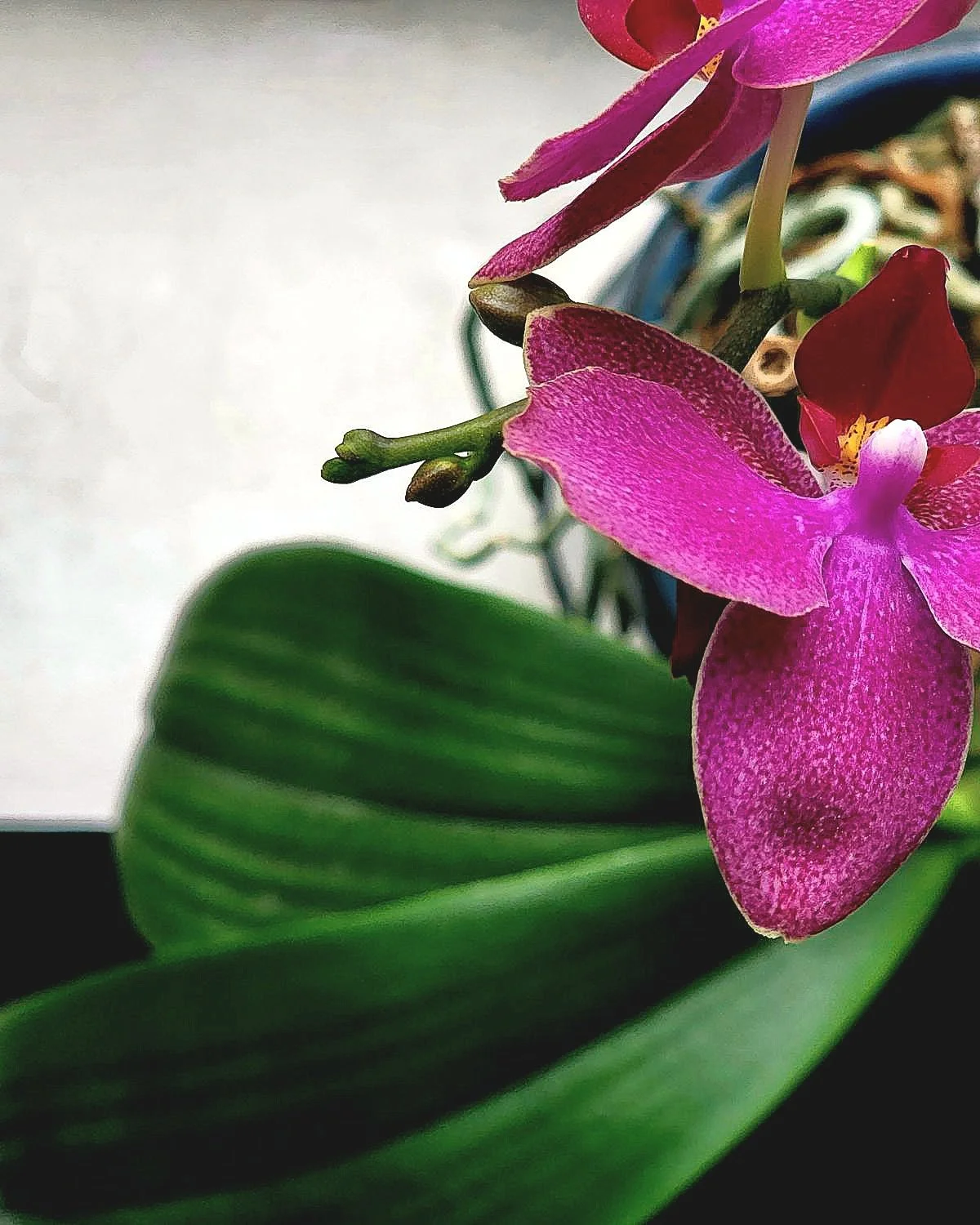 85. ROOT-AND-FLOWER