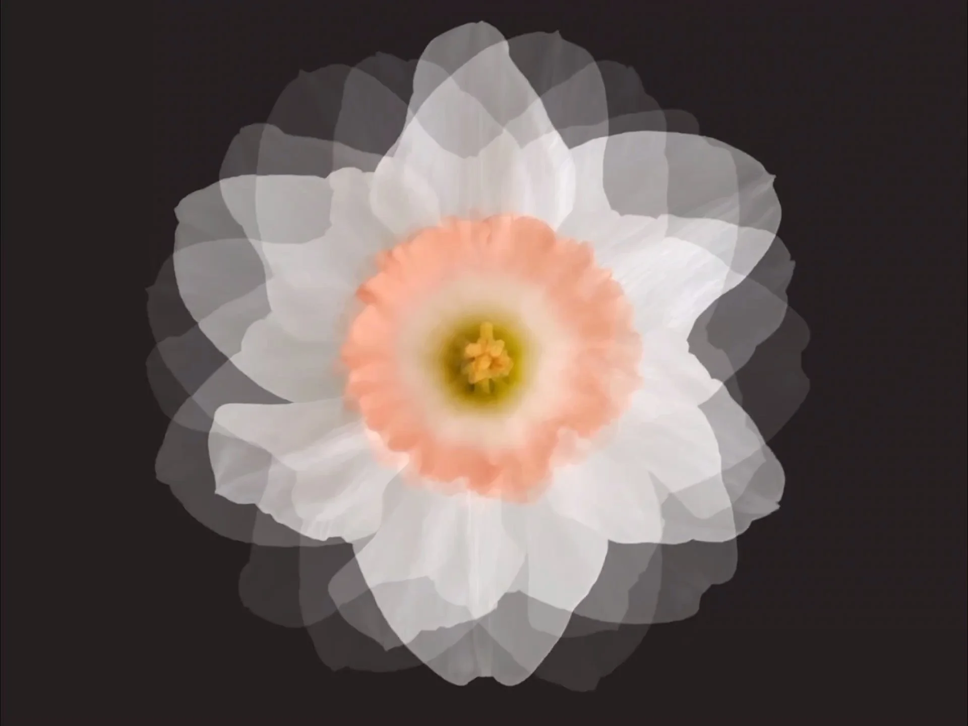FlowerDance_Daffodil_A_1920x1440.jpg