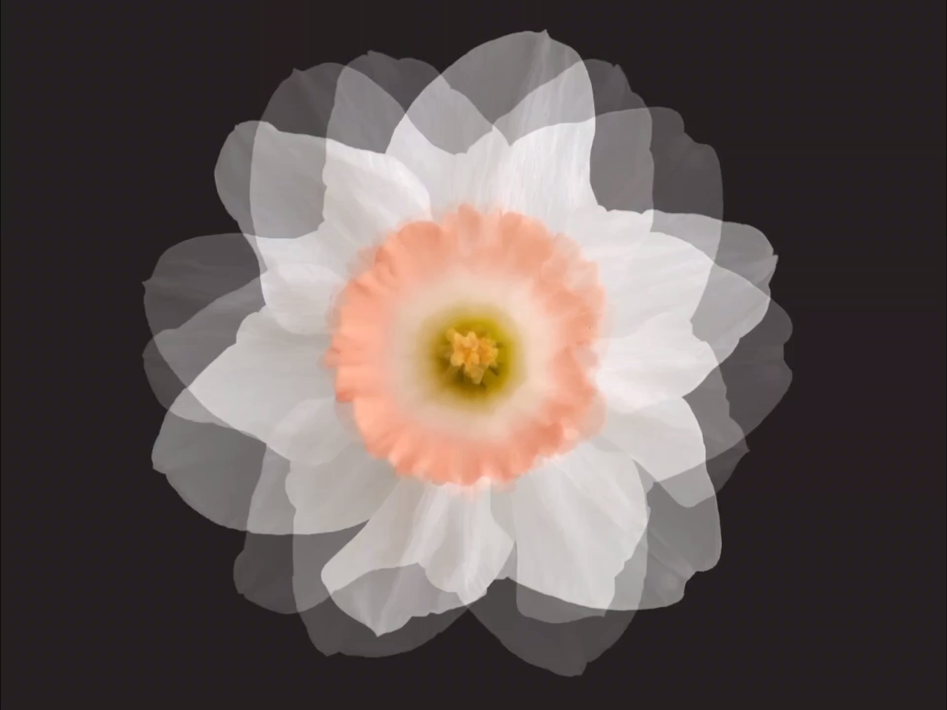 FlowerDance_Daffodil_B_1920x1440.jpg