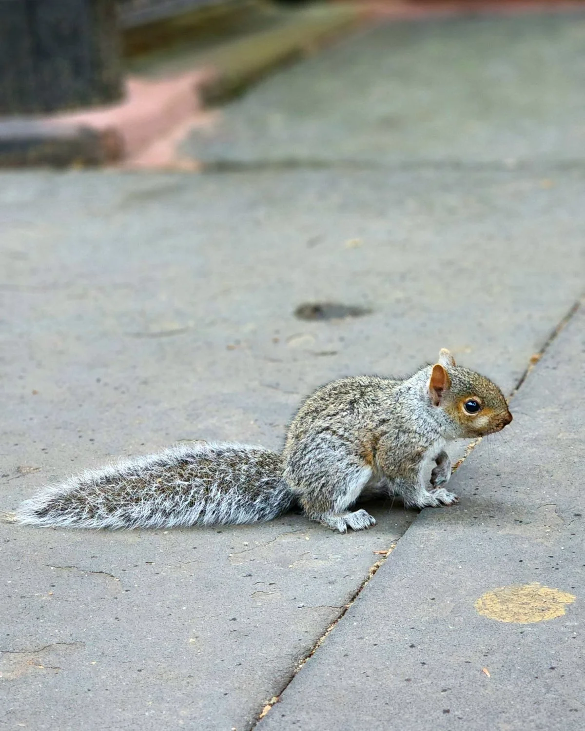 61. SQUIRRELED