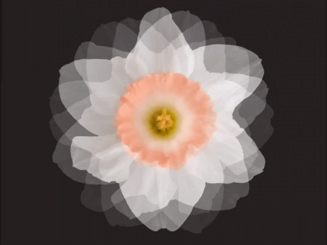 FlowerDance_20221003_GIF.gif