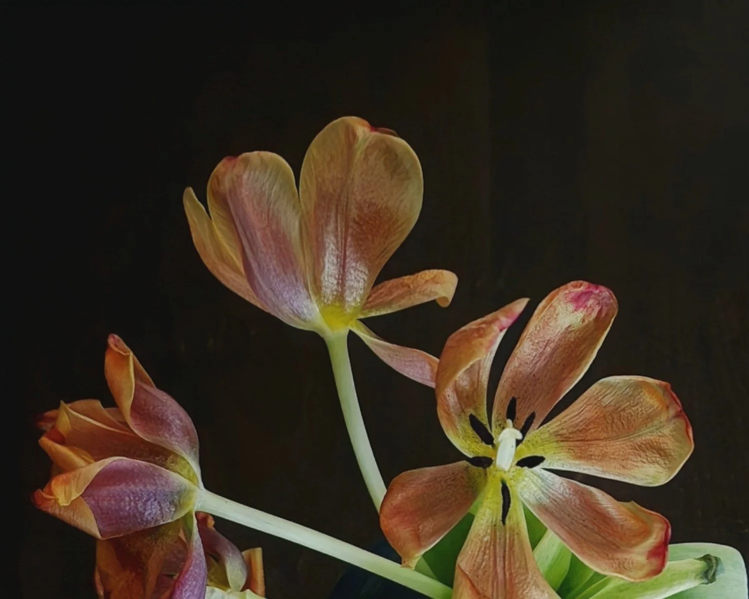 flower_divine_1500x1200.jpg