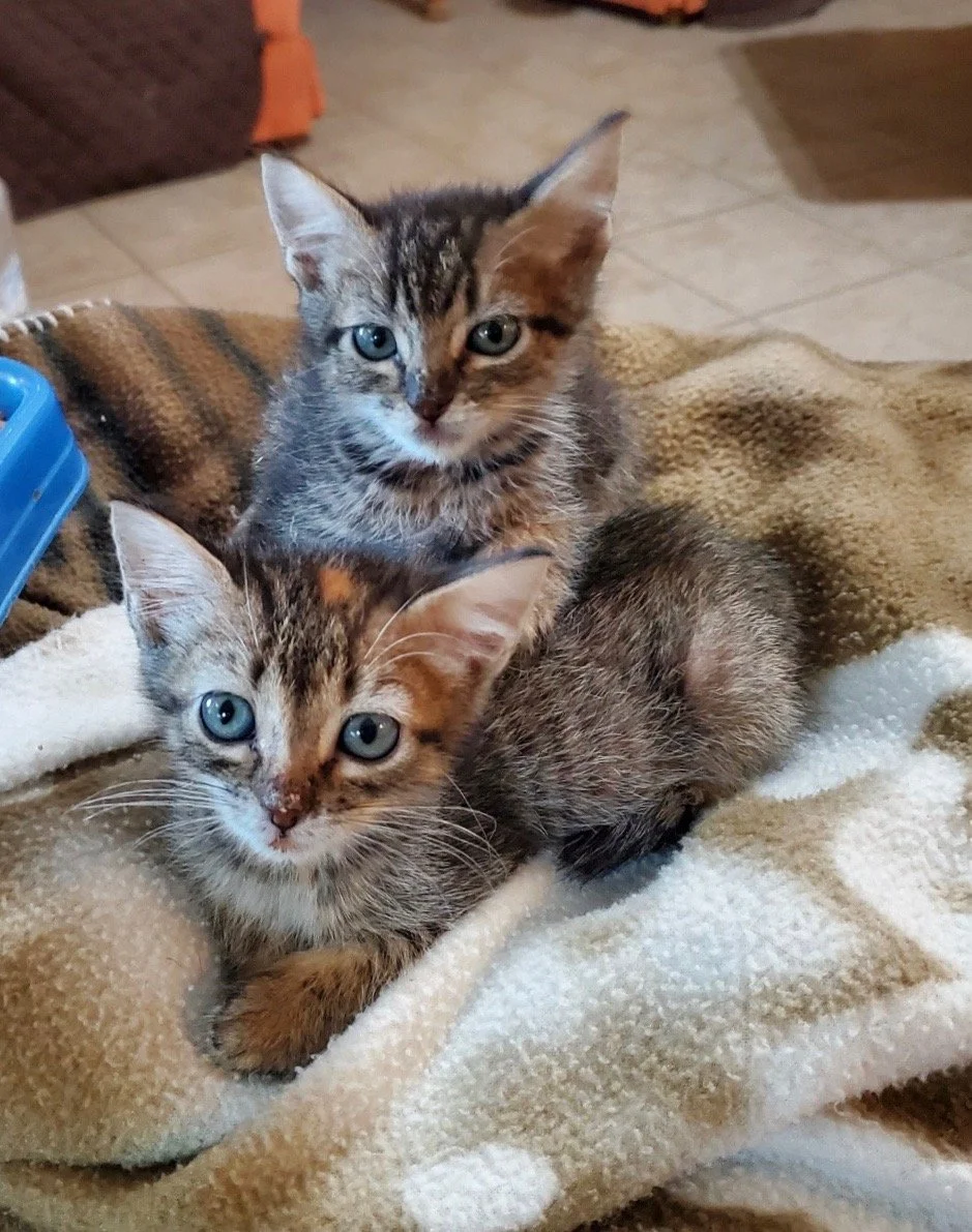 From Firehouse to Fostering