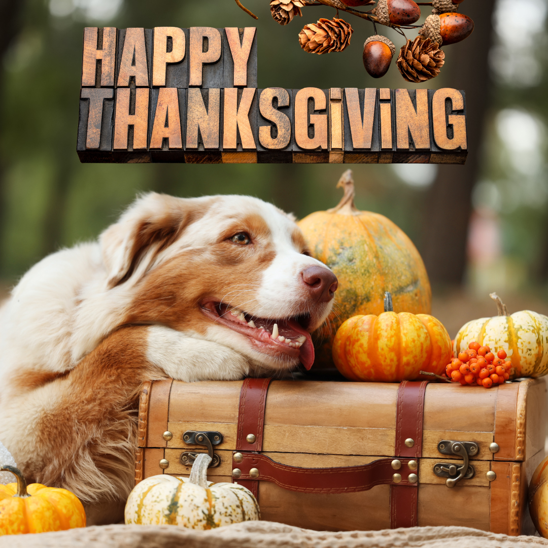 Happy Thanksgiving!