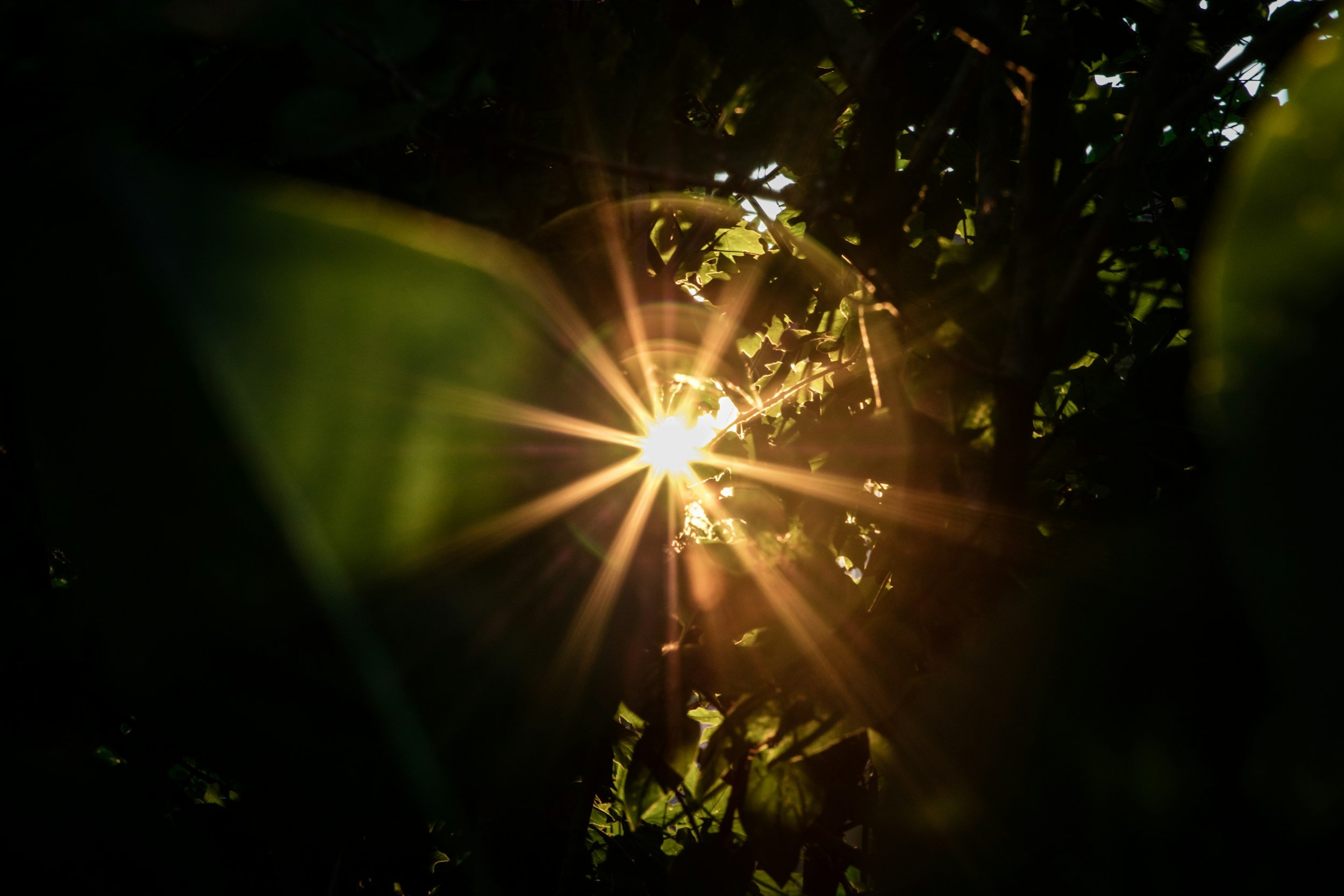 A burst of sunlight peeking through the dense leaves of a tree.