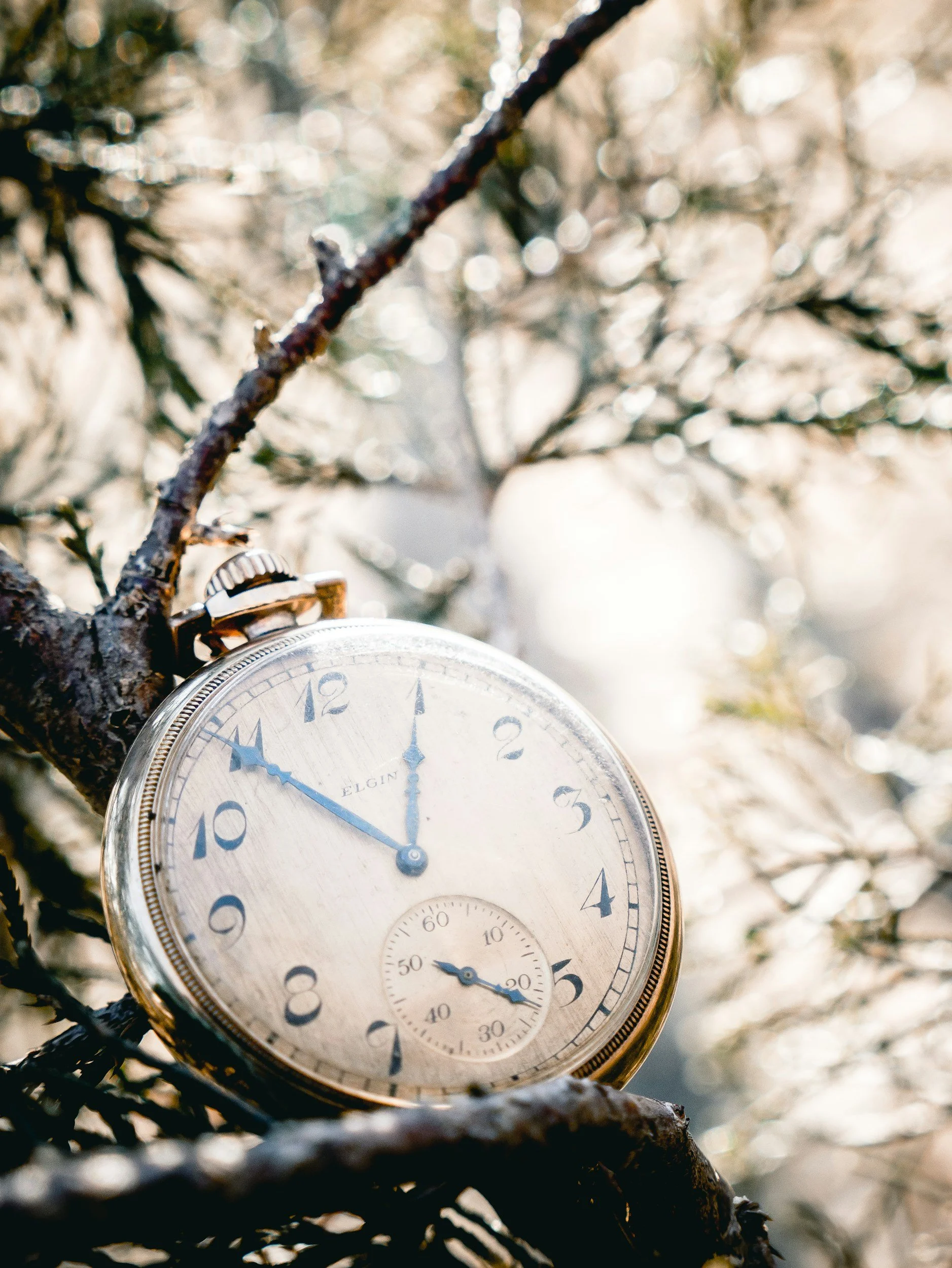 Old fashioned pocket watch in the branch of a tree with sunlight dappled behind it.