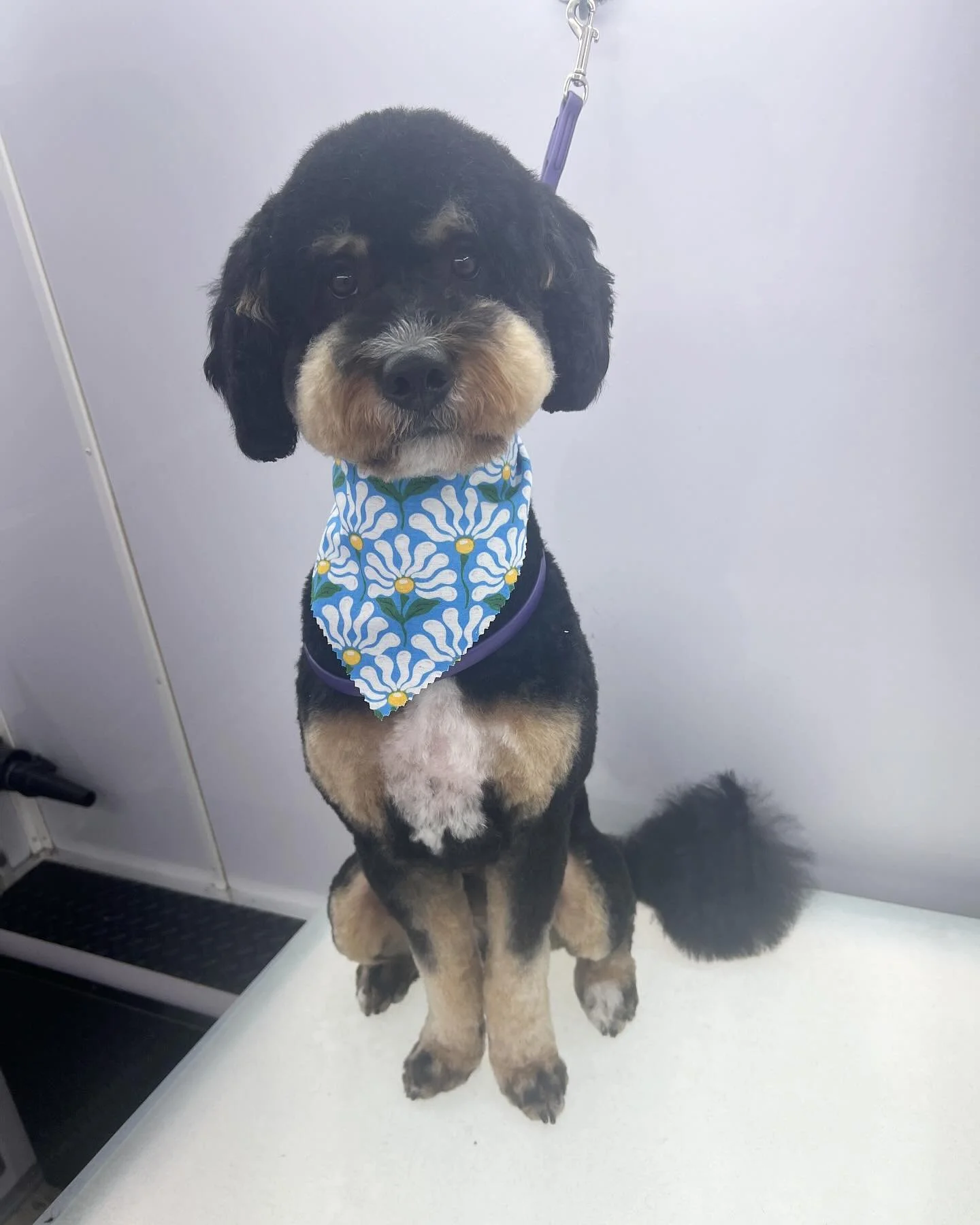 Happy Monday!! 🐾💗🐶