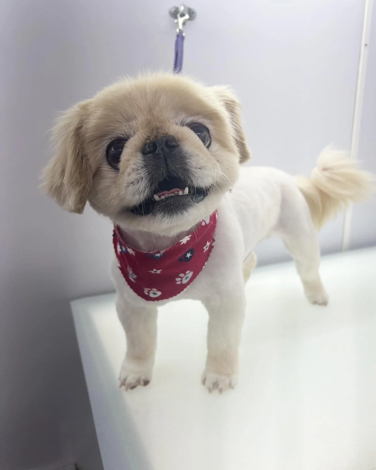 Sweet little Toby 💗🐶🐾