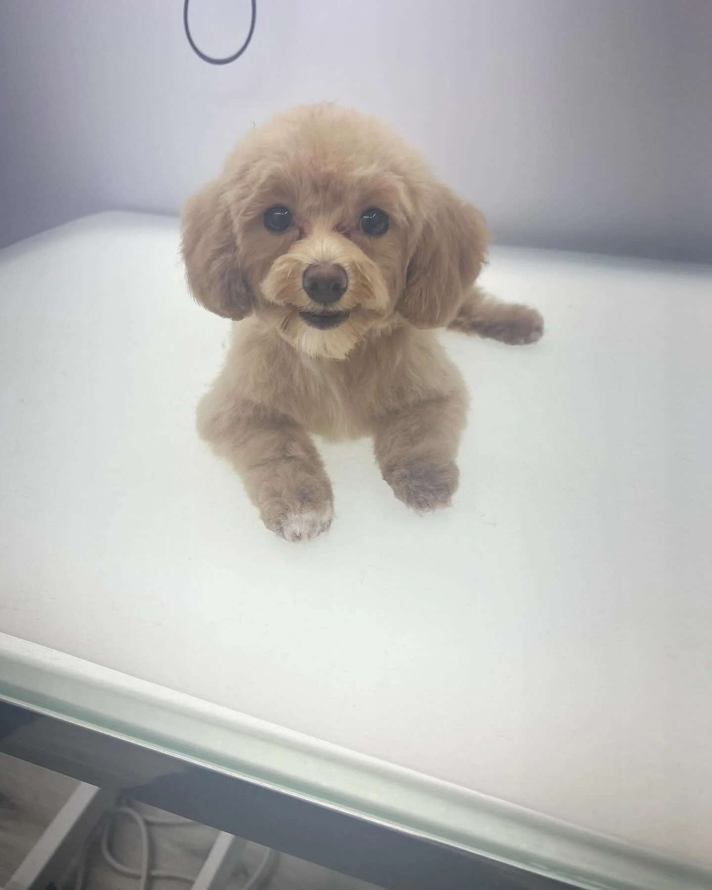 Sweet Emma girl 💗🐾