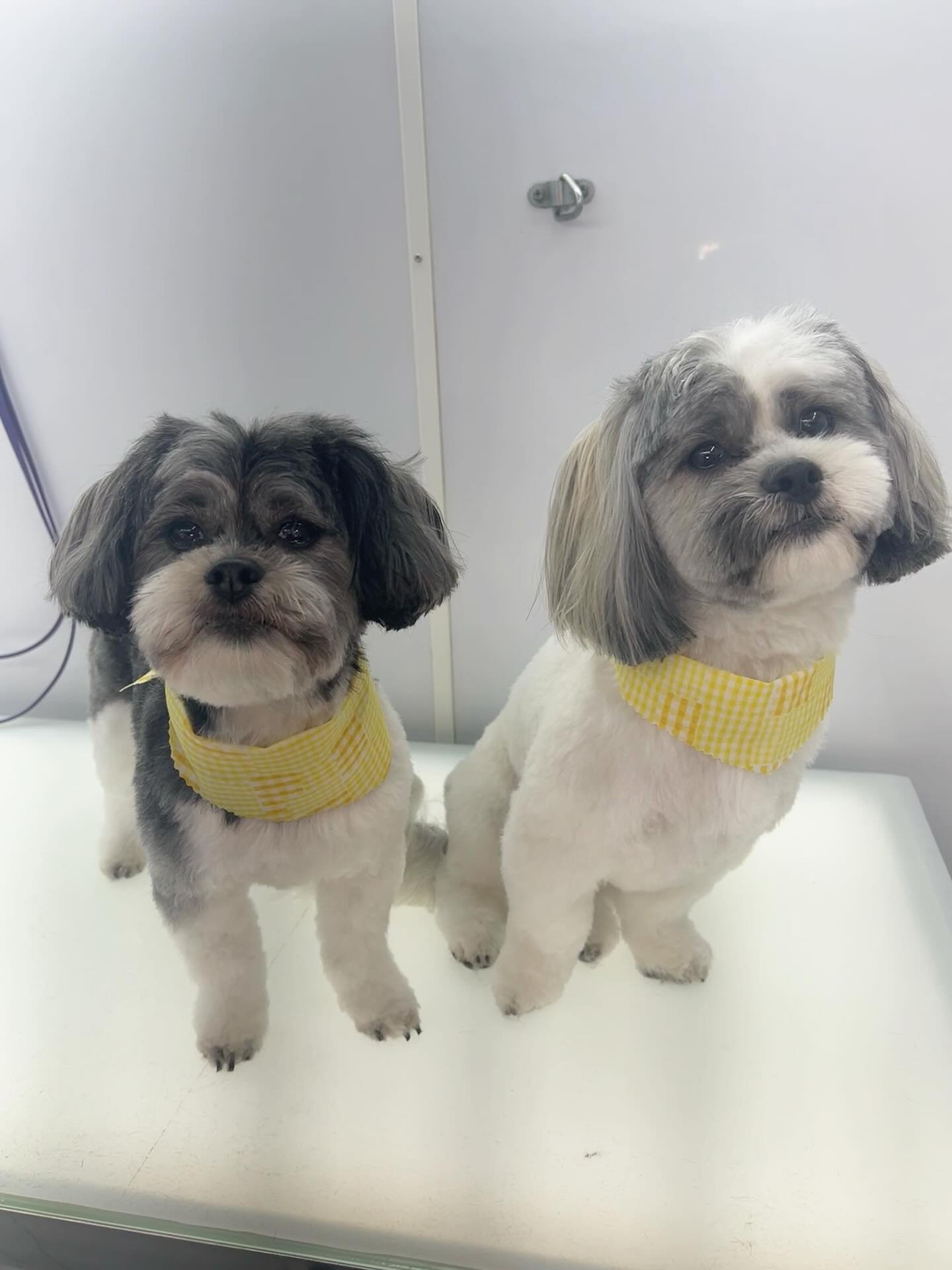 Fresh, clean babies! 😍