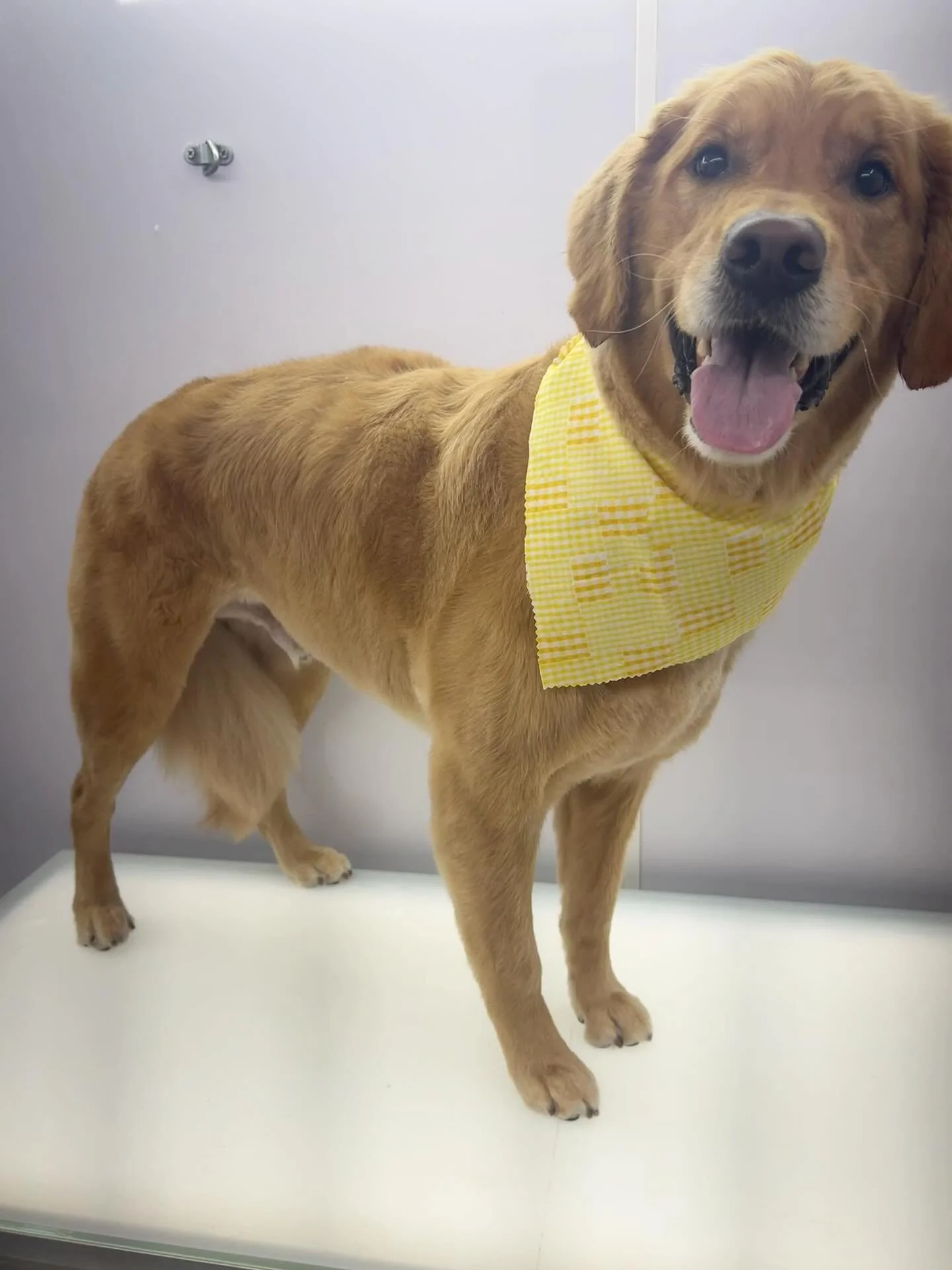 Bittersweet moment! After a year of pampering this cutie, it&rsquo;s time to say goodbye as they move to a new adventure. Wishing Oliver and his family all the best on their new journey! 💗🐾