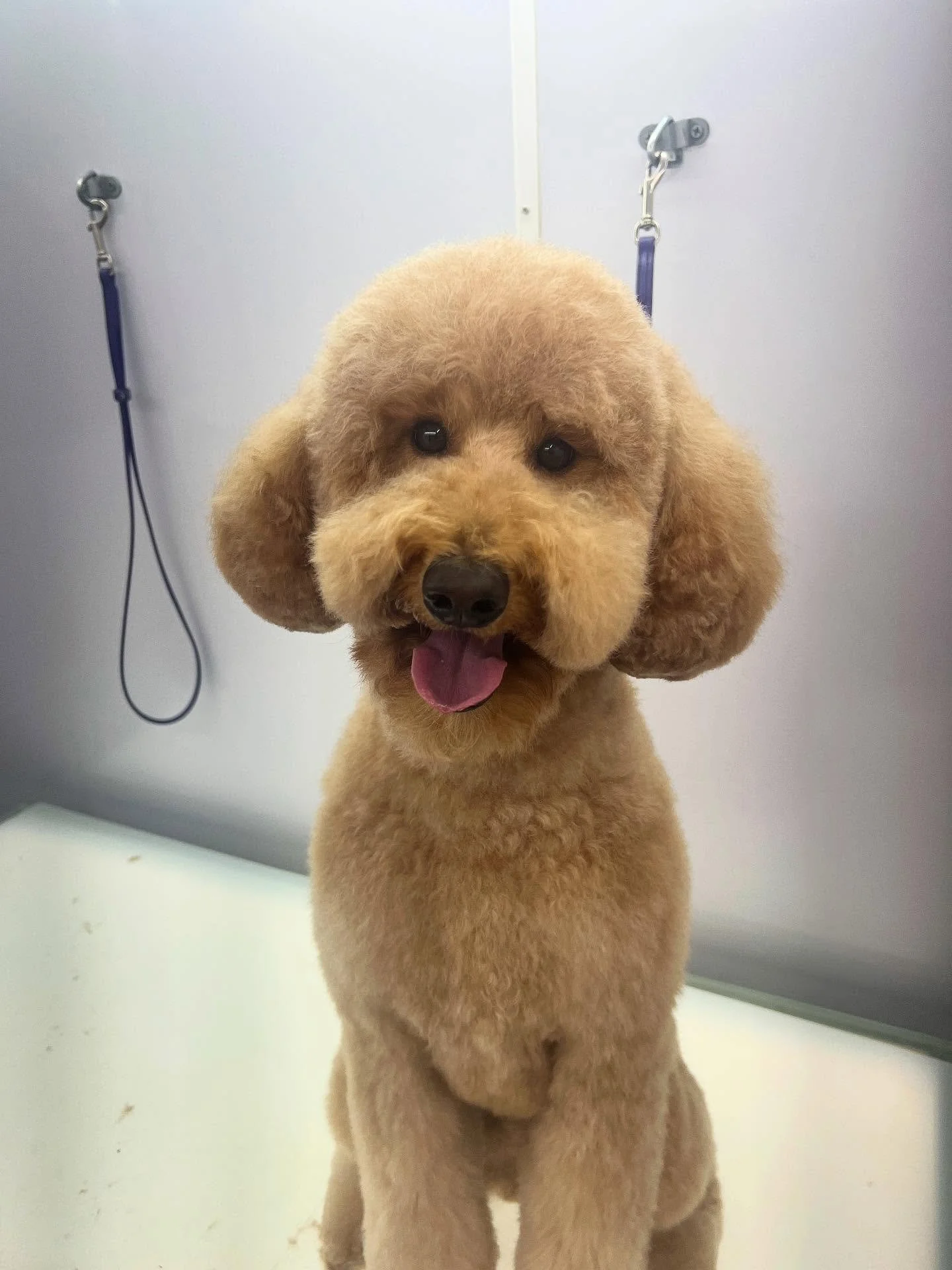 A real life teddy bear 😍