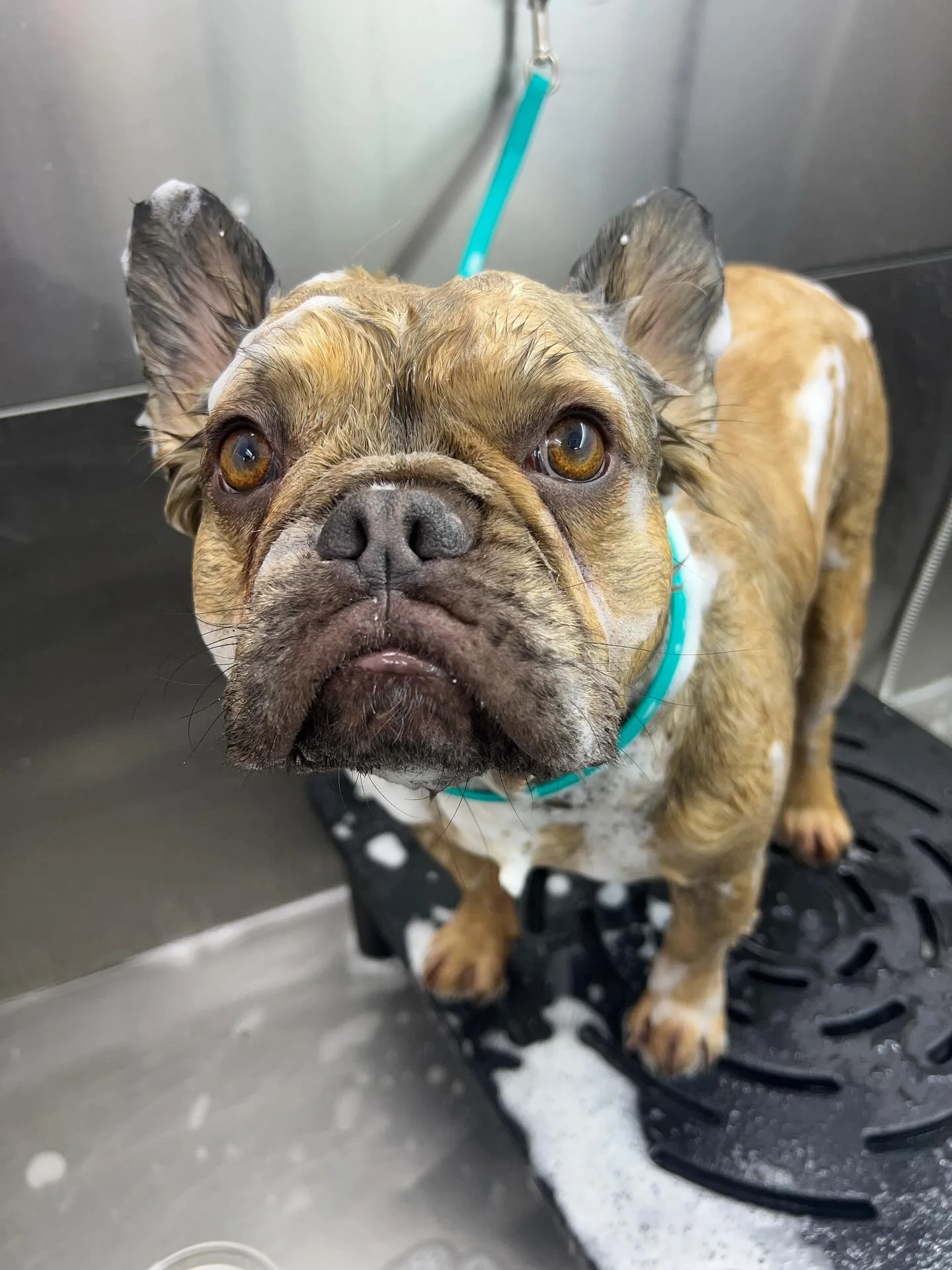 Charlie 🛁🫧🧼