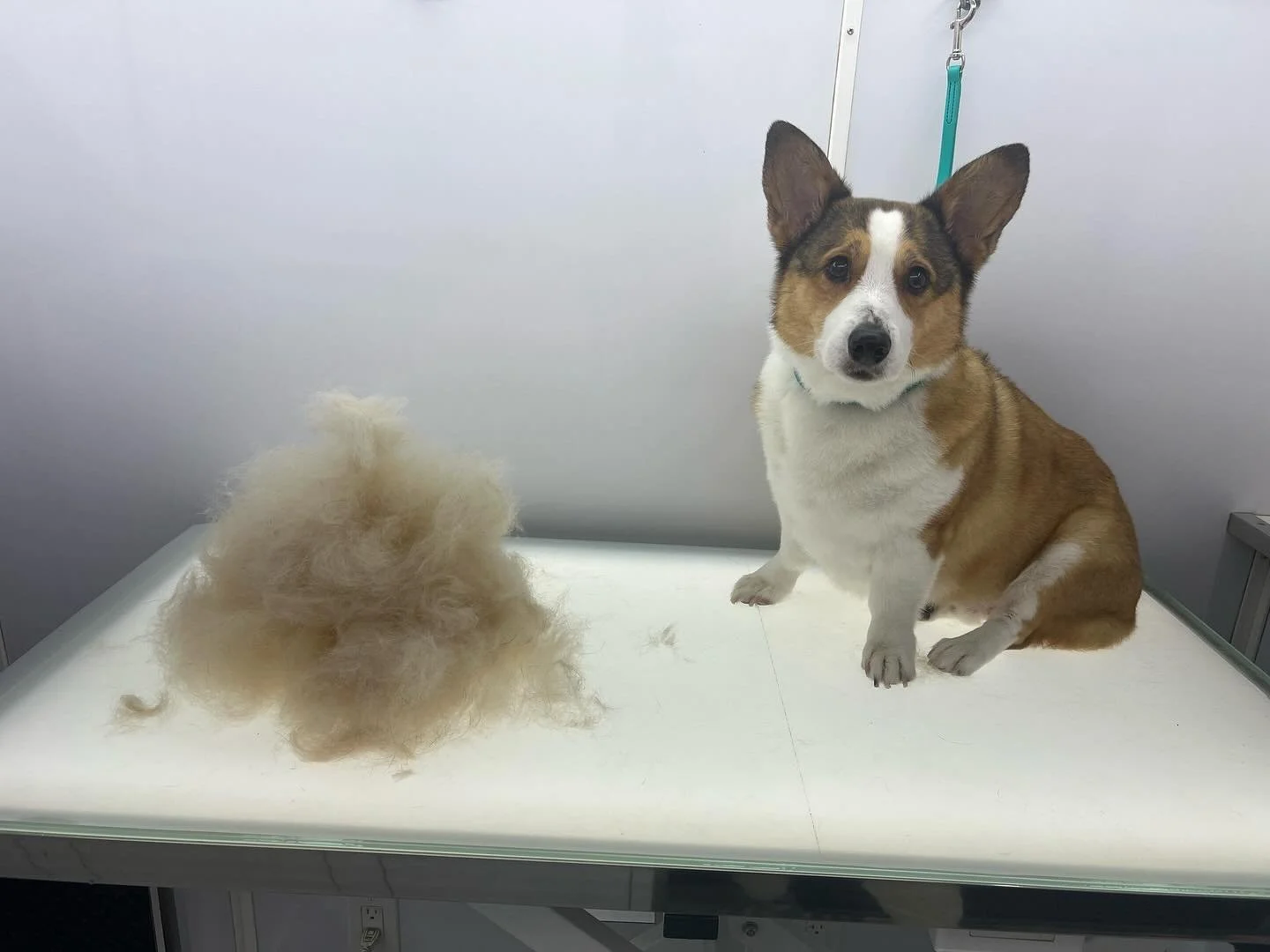 I think Flynn is 20 pounds lighter after today&rsquo;s spaw session! 🐾💗