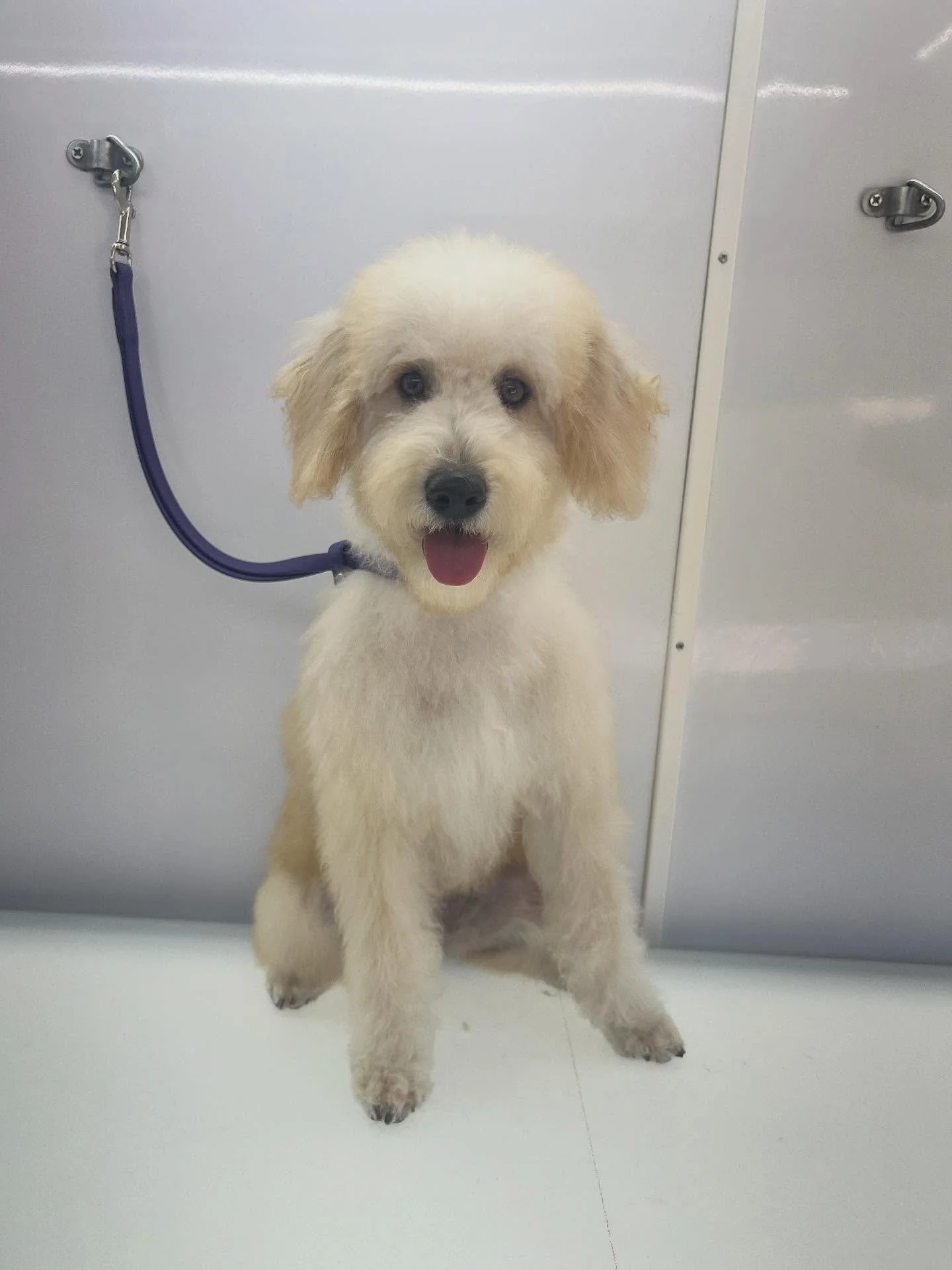 First groom and making it a paws-itive experience! 🐶💇&zwj;♀️ Starting them young sets the stage for a lifetime of stress-free grooming. 💕