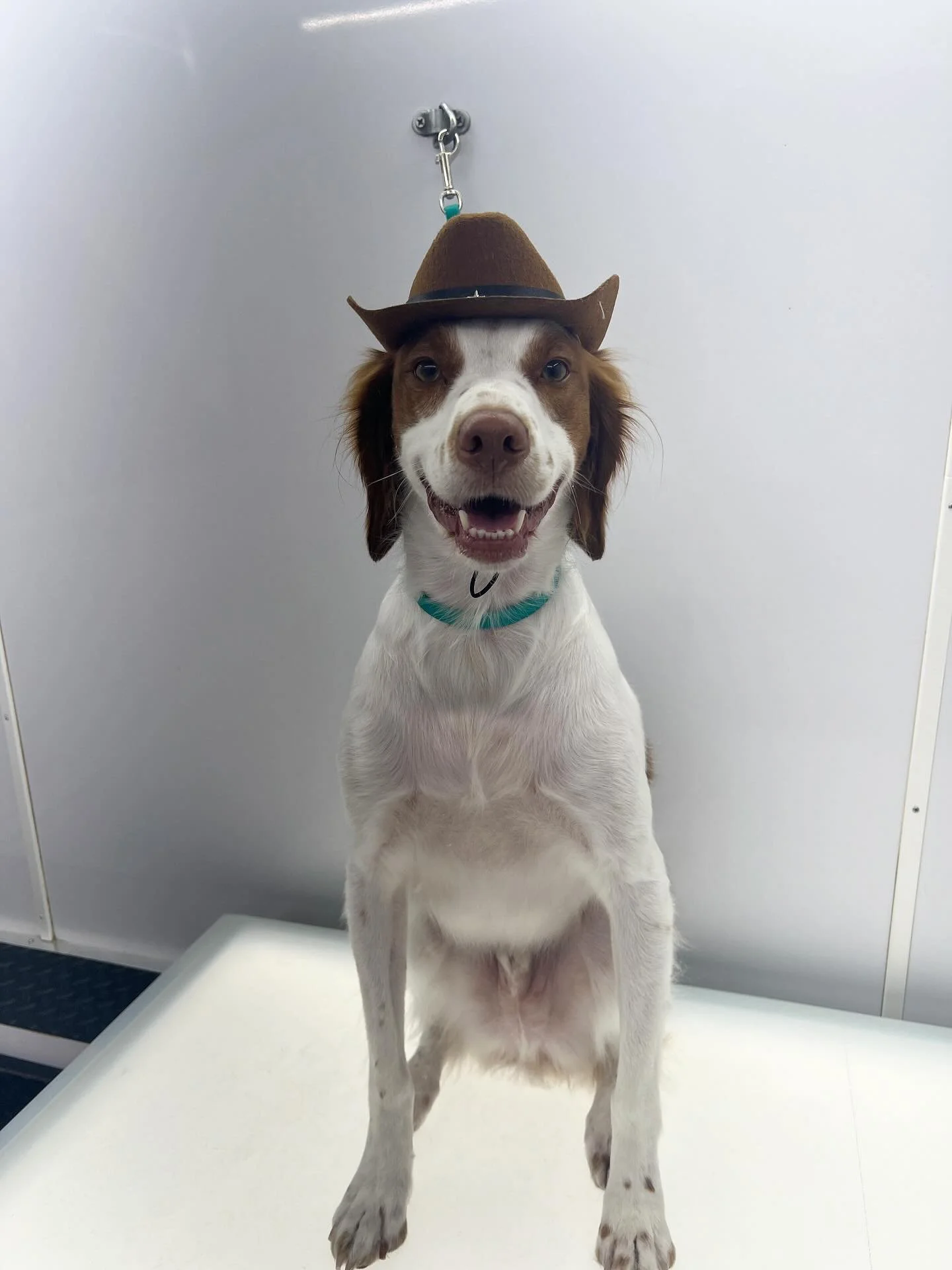 It&rsquo;s Halloween week! What&rsquo;s everyone dressing up as?